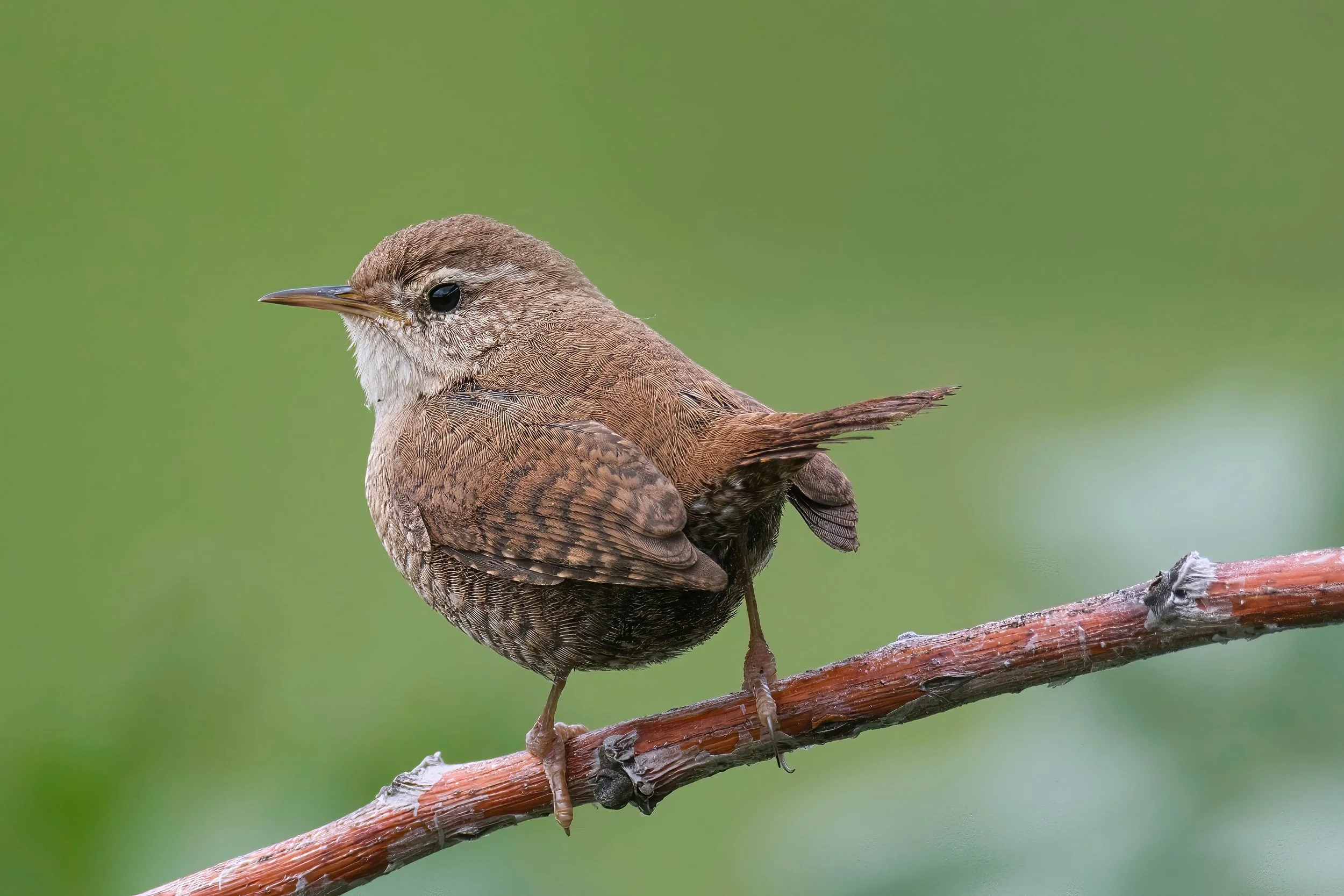 Eurasian Wren, Lebanon Jbeil 12-Feb
