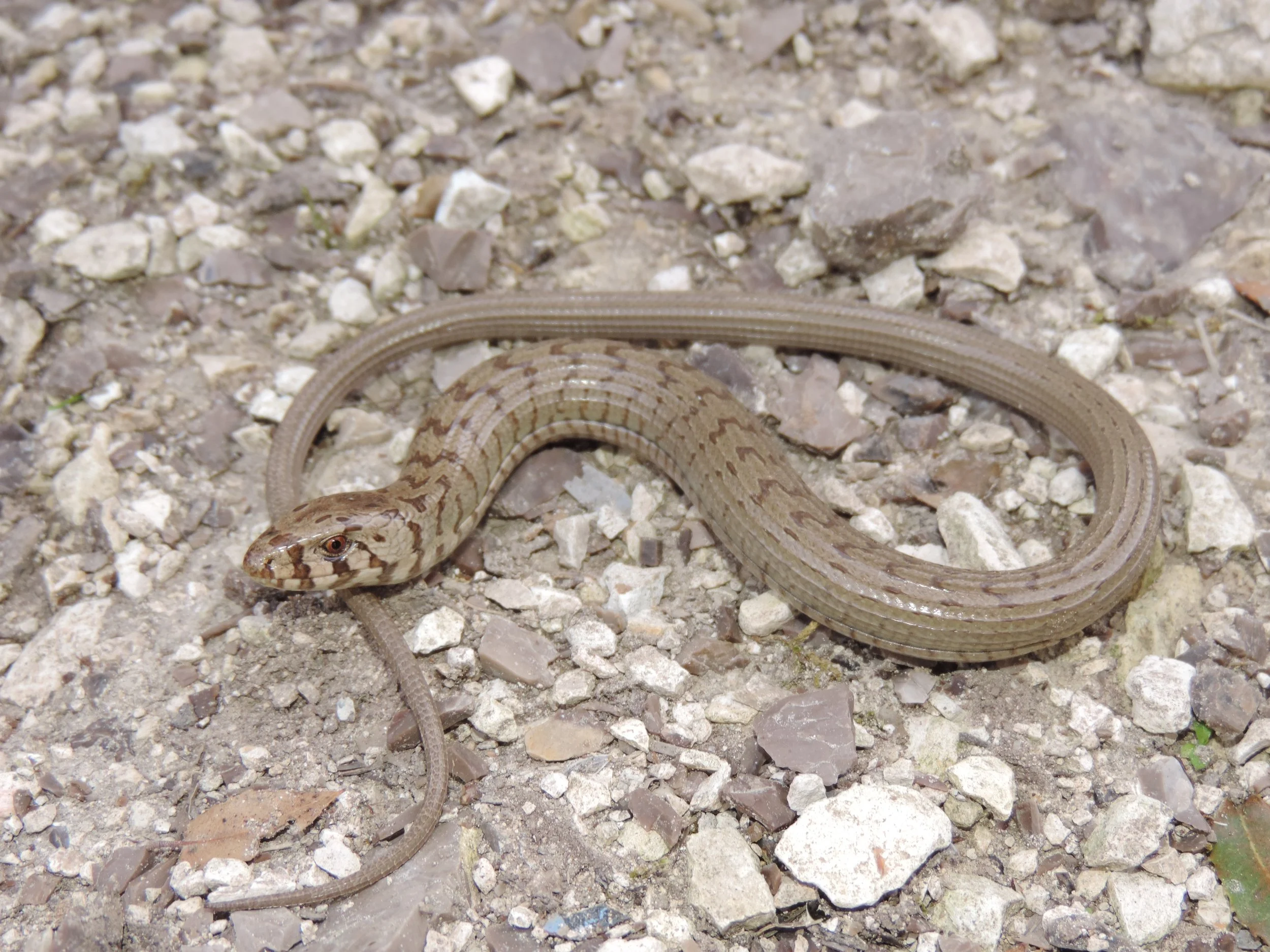 Photo Credit: Rami Khashab