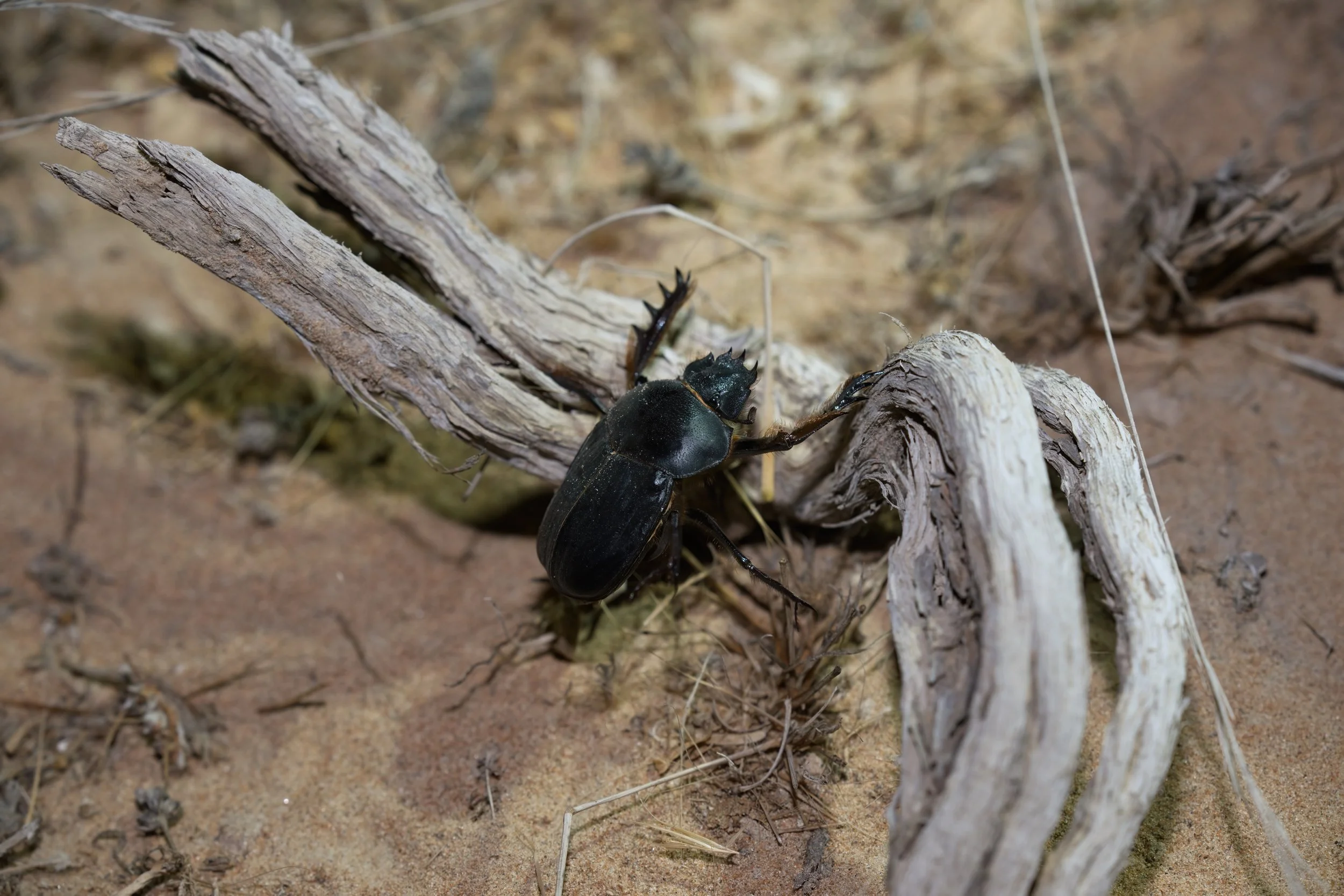 Rolling Dung Beetle | خنفساء الروث المتدحرجة | Scarabaeus cristatus