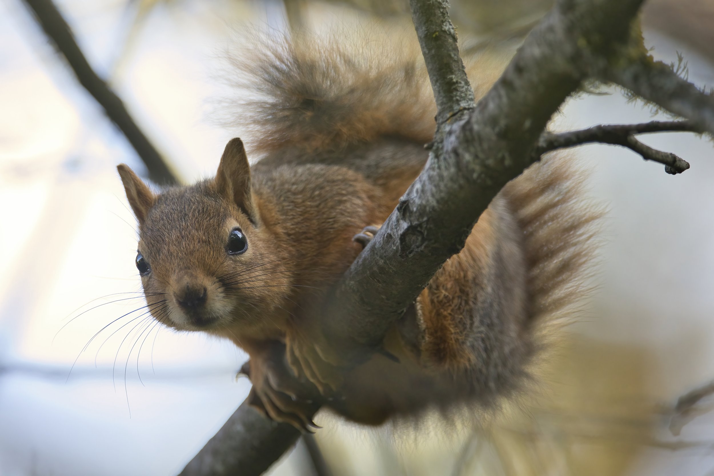 Squirrels Lebanon