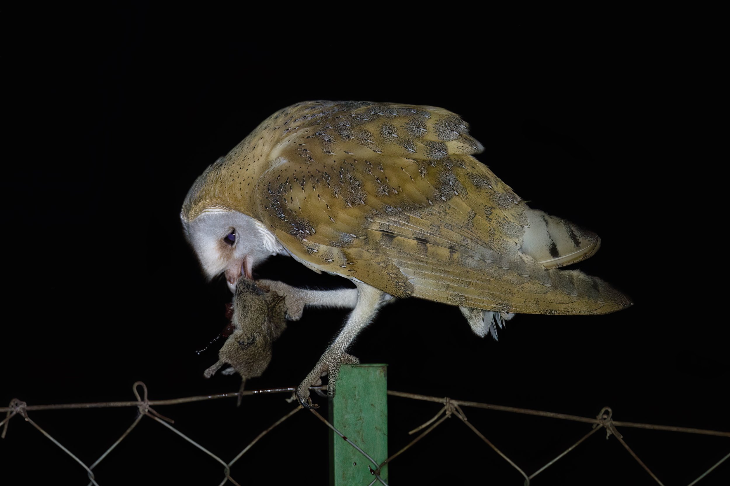 Birds of Lebanon