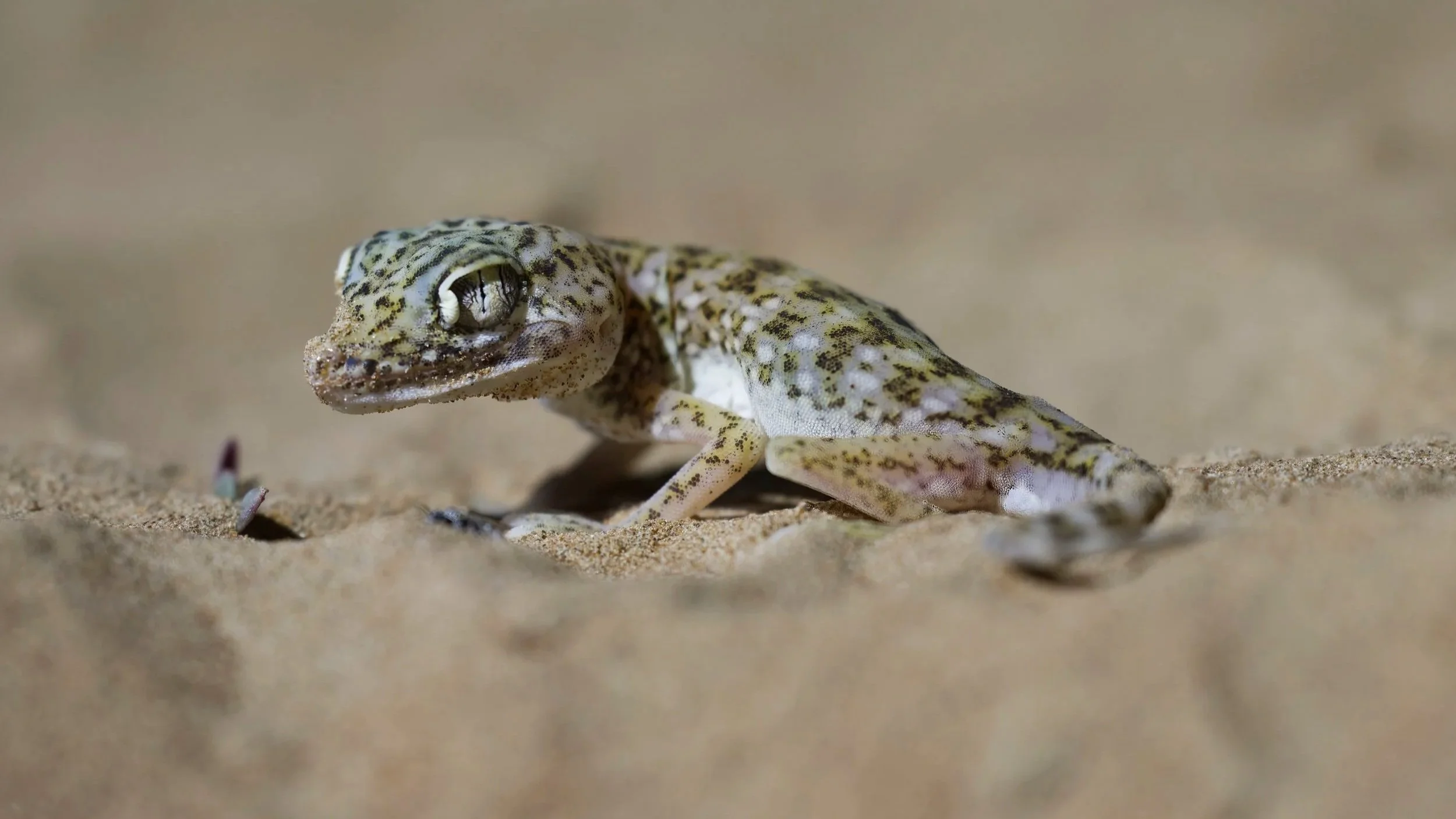 Middle Eastern Short-fingered Gecko