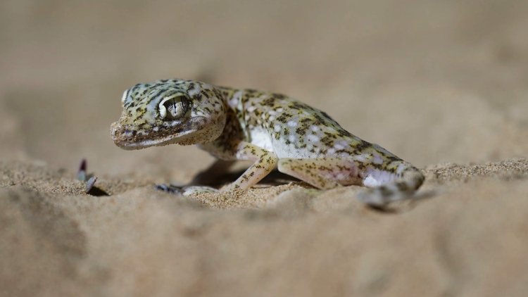 Middle Eastern Short-fingered Gecko