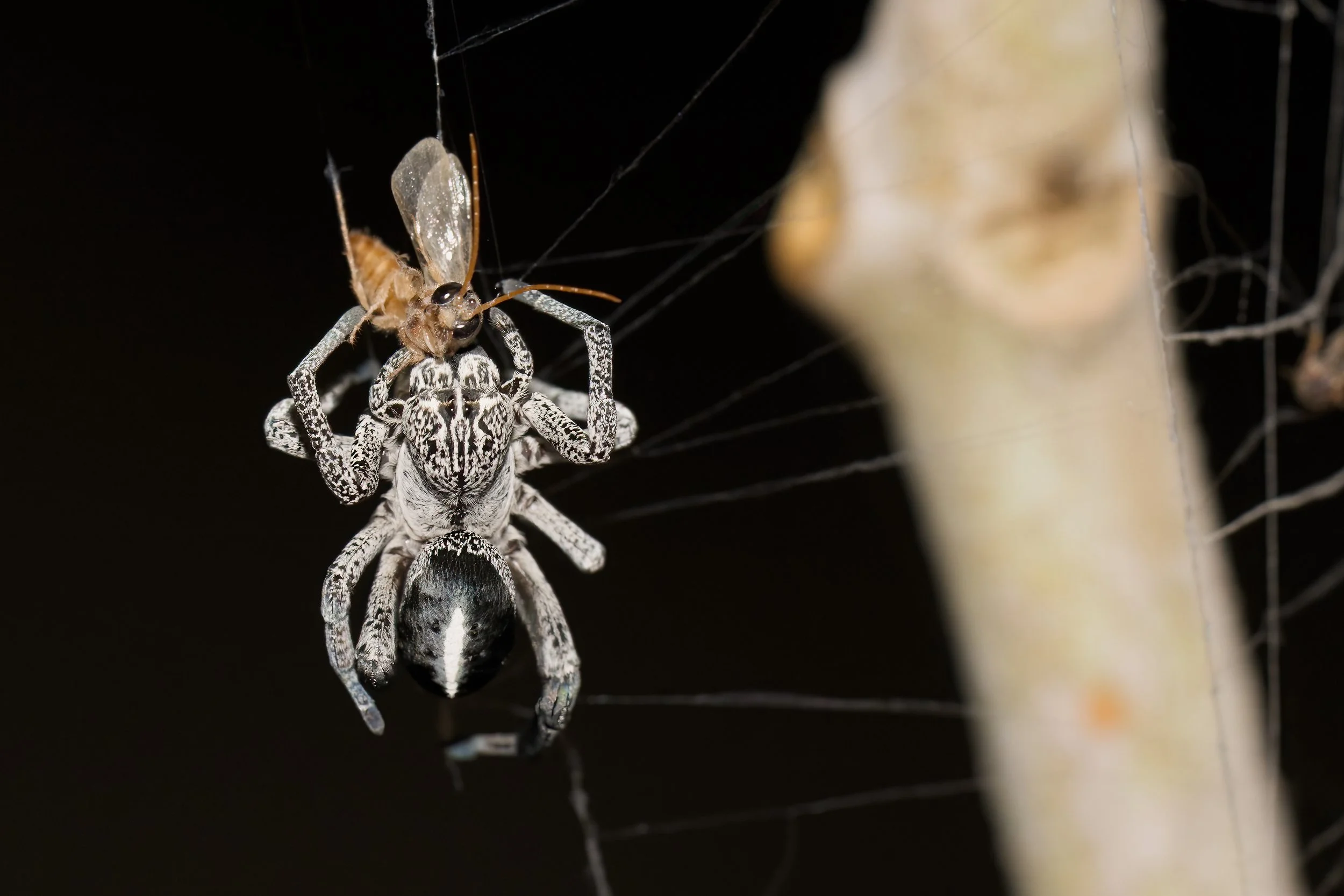 Desert Velvet Spider | العنكبوت المخملي الصحراوي | Stegodyphus lineatus
