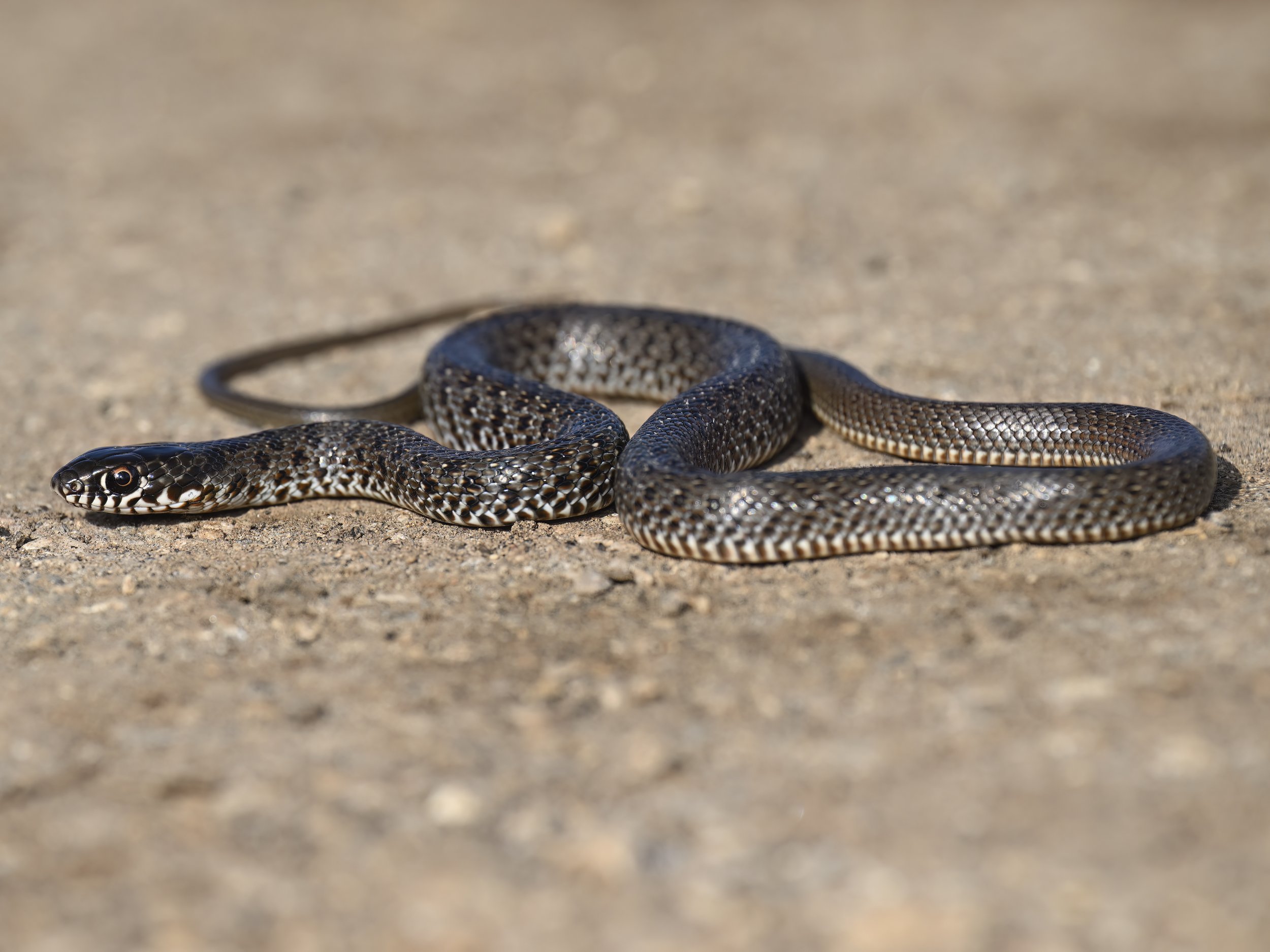 Juvenile Large Whip Snake (Dolichophis jugularis)