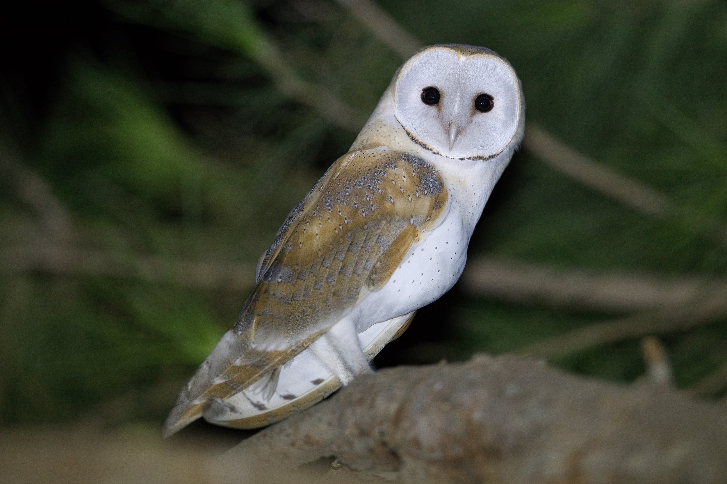 Barn Owl (Tyto alba)