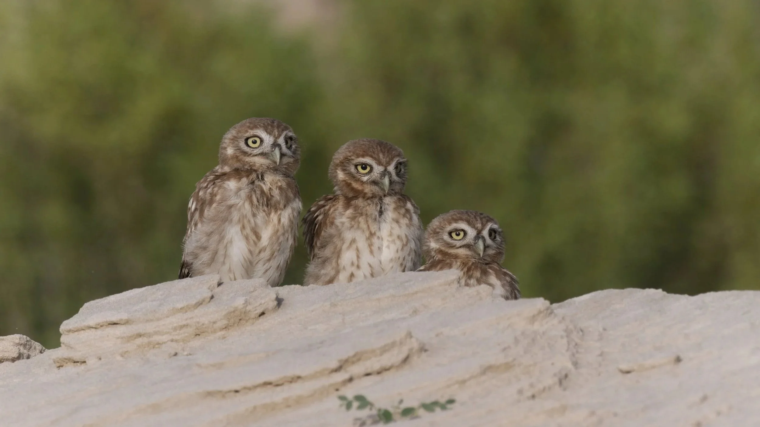Little owls in UAE Desert