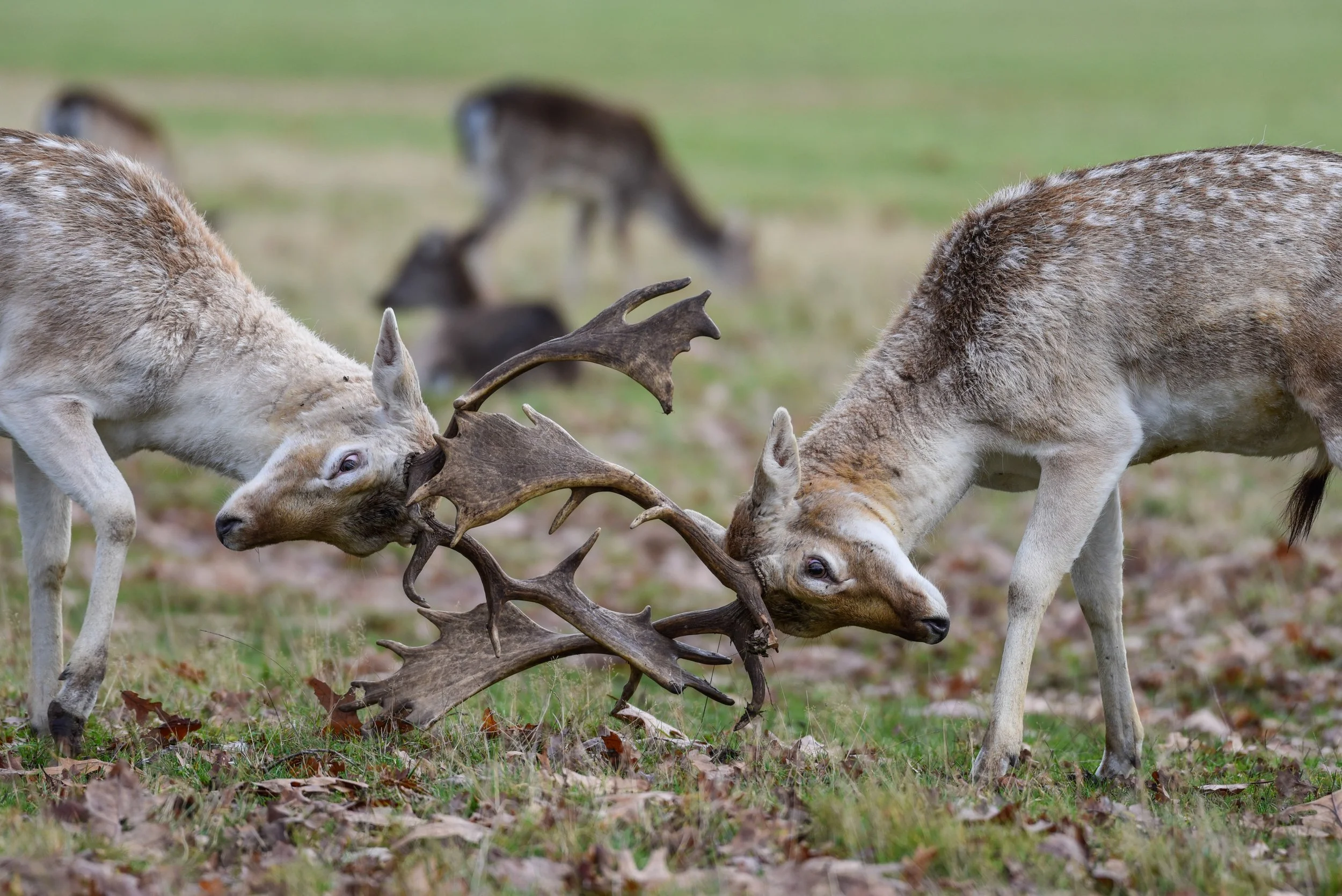 Fallow Deer - England Wildlife