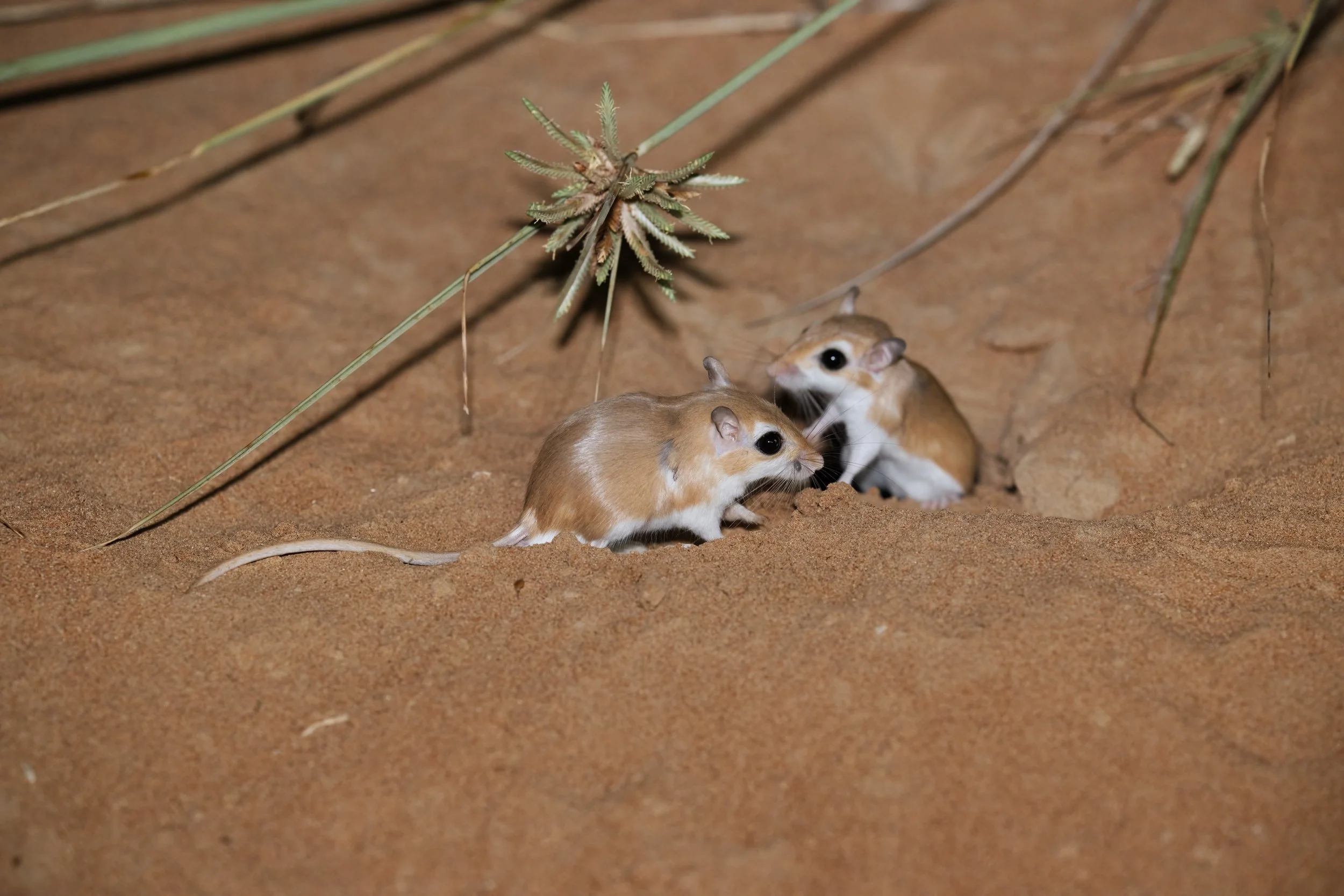 Two small rodents with brown and white fur, large black eyes, and pointed noses on sandy ground amidst sparse desert plants.