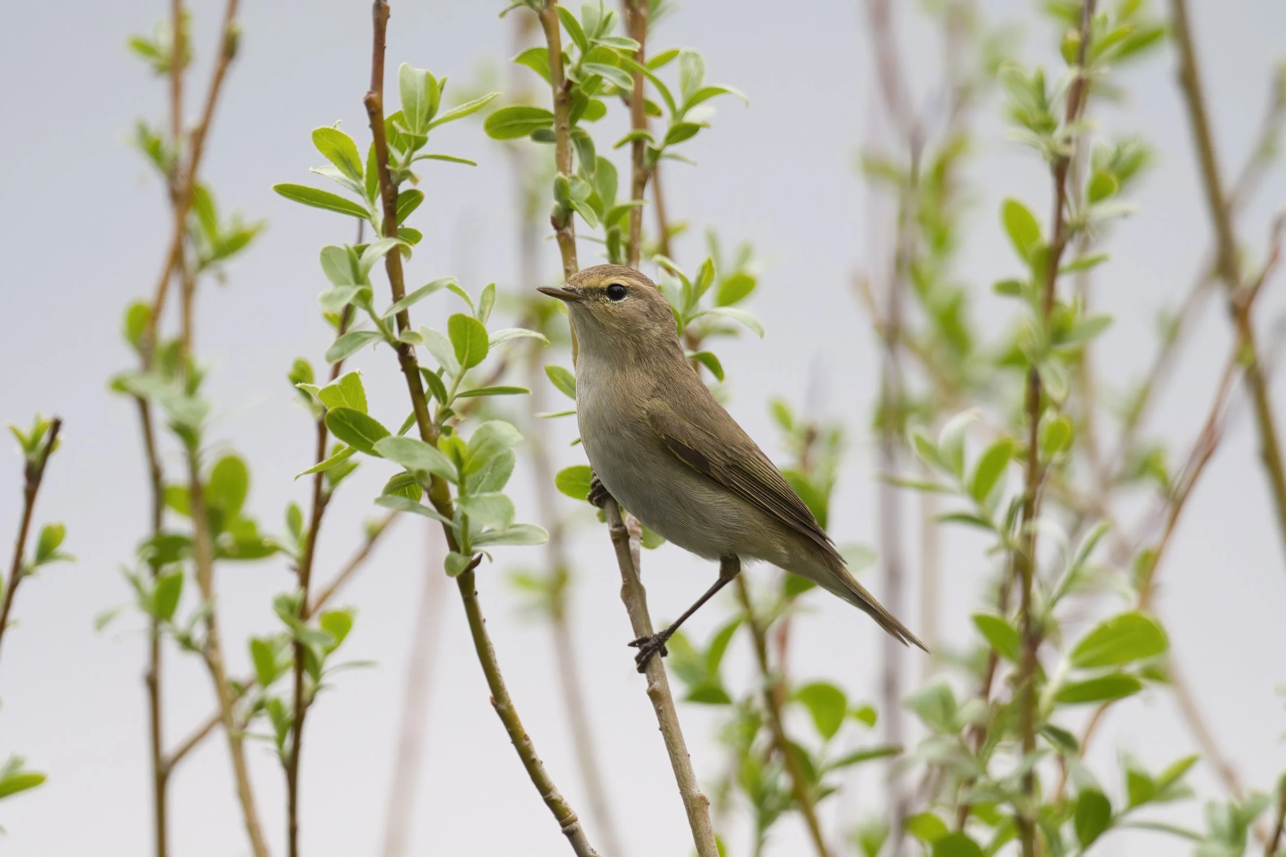 Willow Warbler D54_0120.jpeg