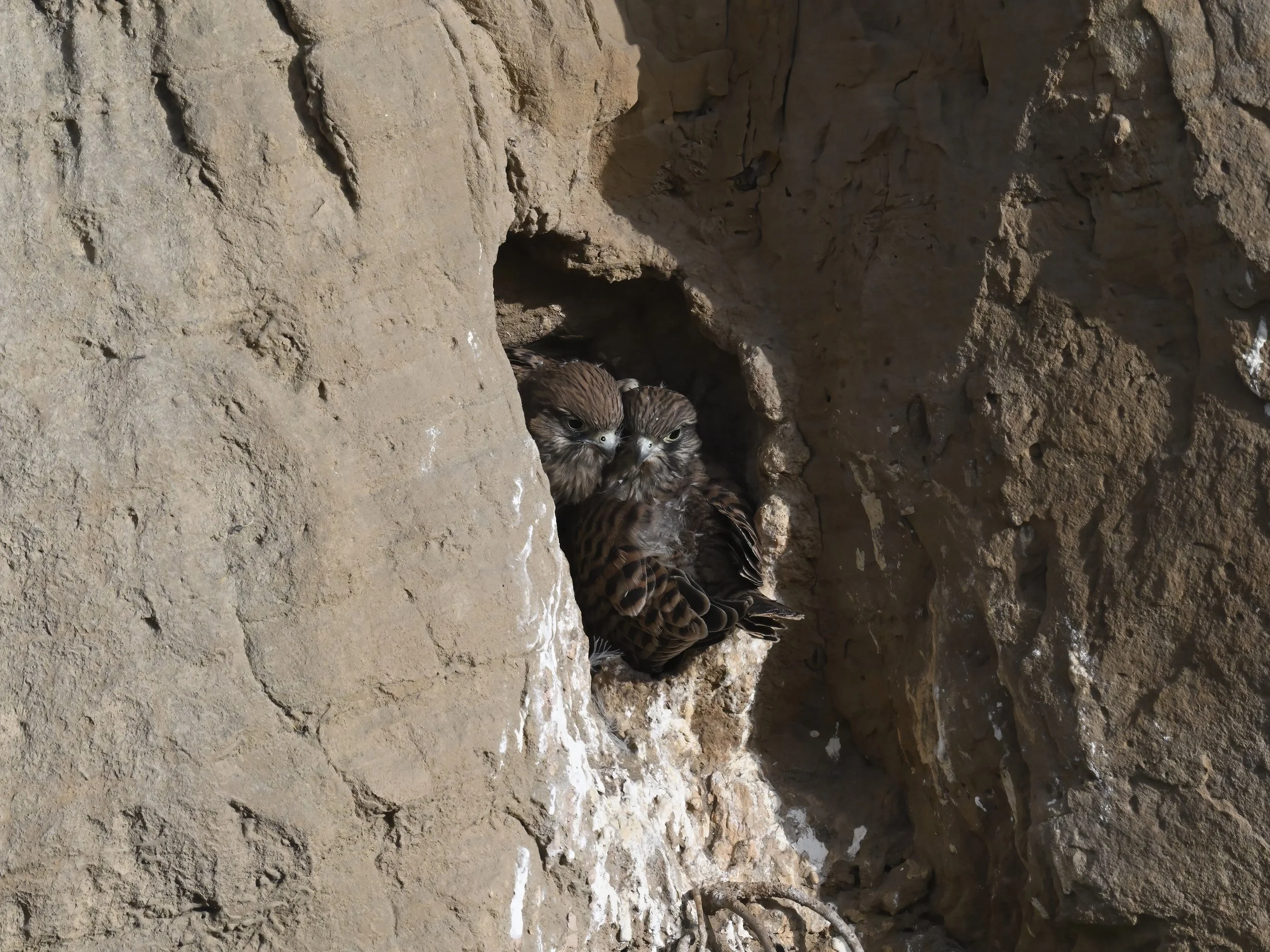 Birds of prey fledging