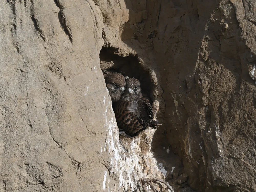 Eurasian Kestrel — Partners in Crime