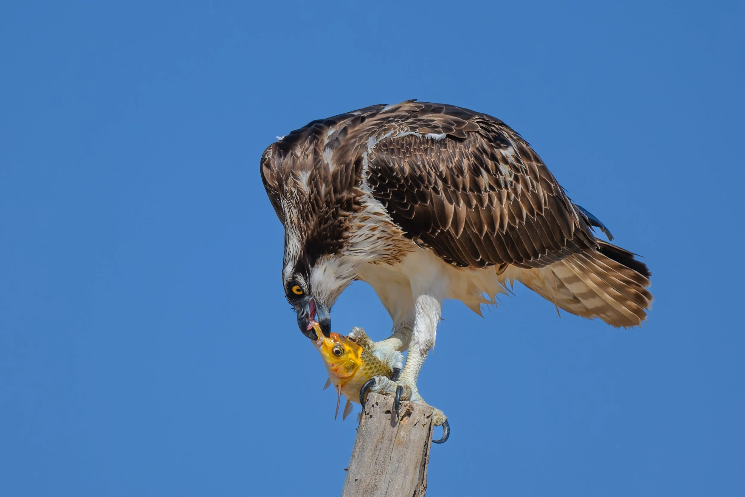 Osprey - UAE wildlife