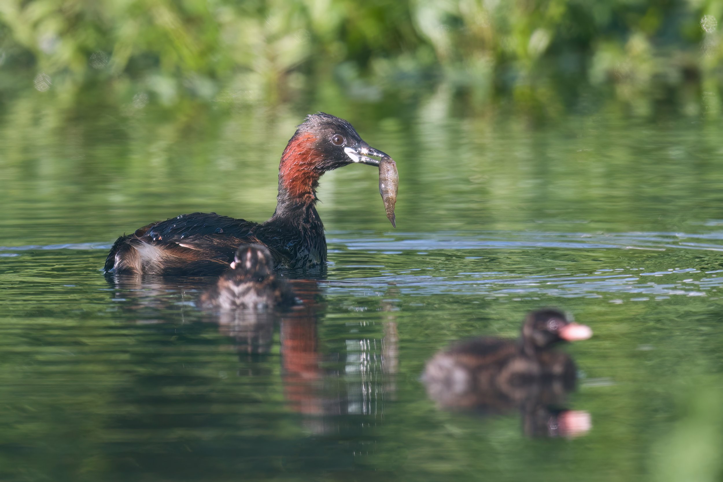 Ammiq wetlands