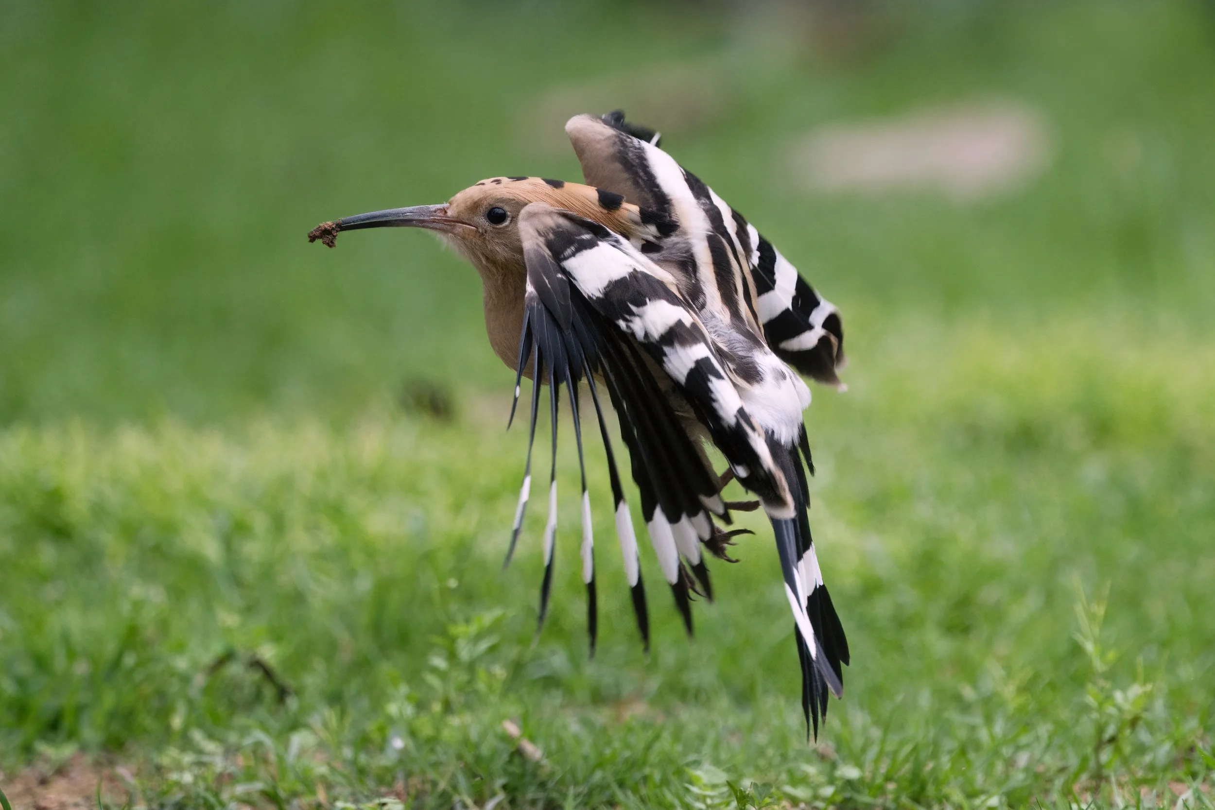 Eurasian Hoopoe (هدهد أوراسي)