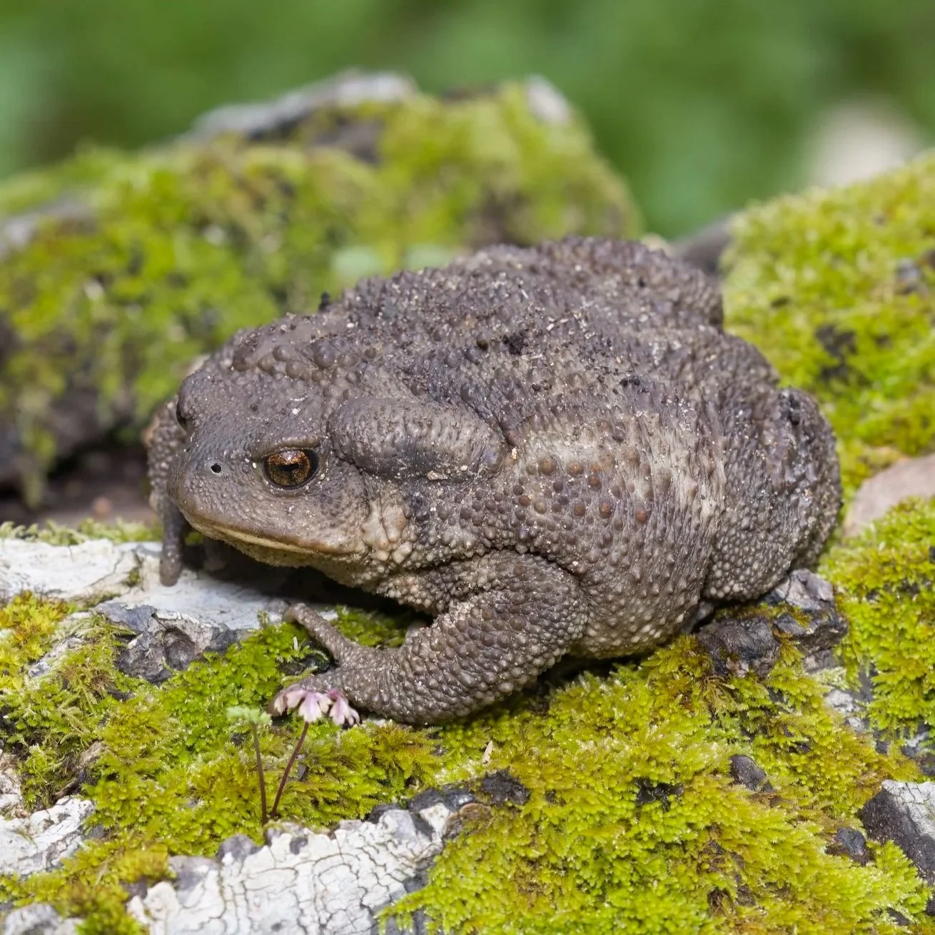 amphibians of lebanon