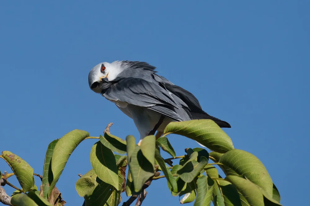 Black-winged Kite (Elanus caeruleus)