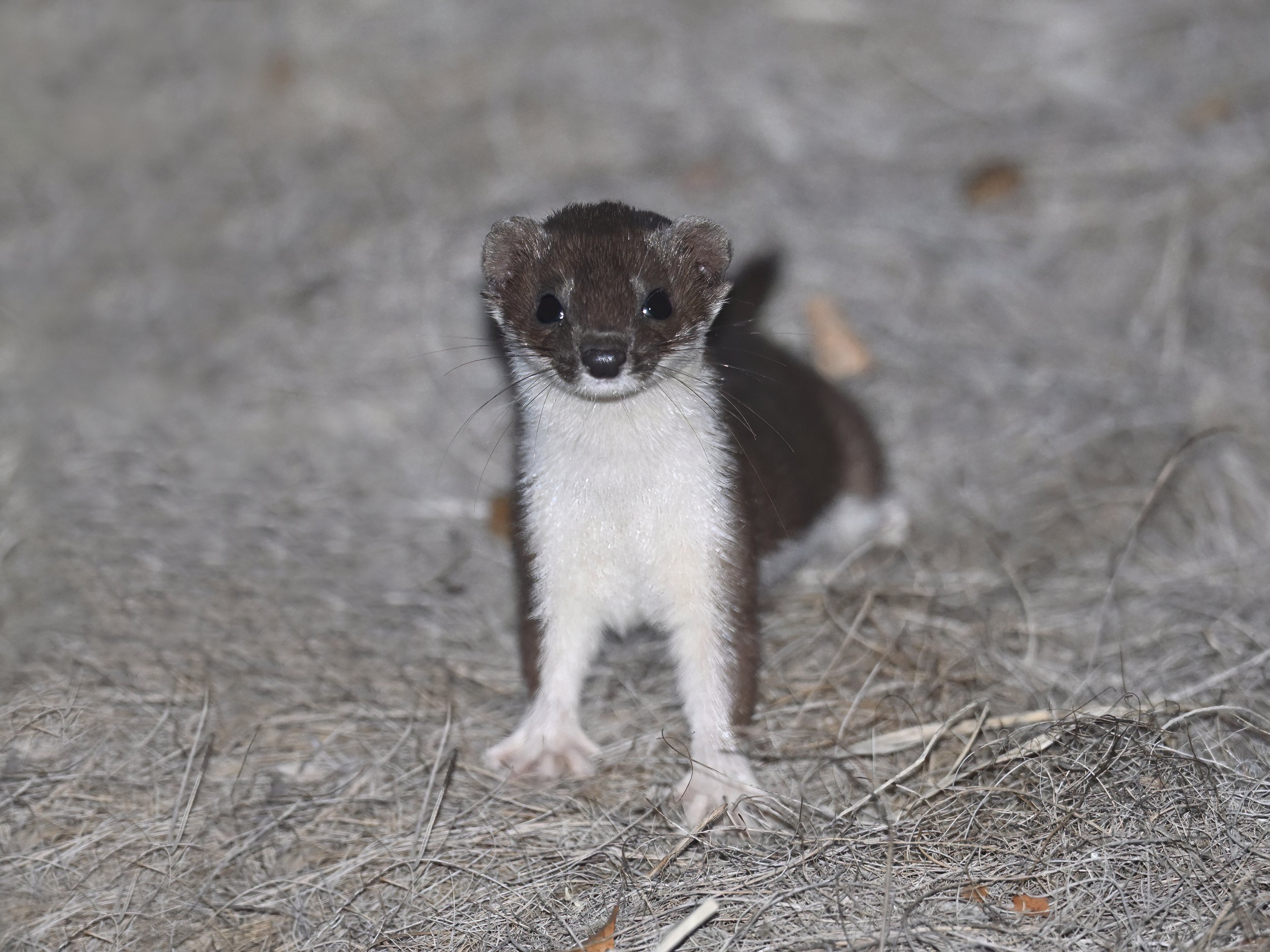 Least Weasel ابن عرس Lebanon