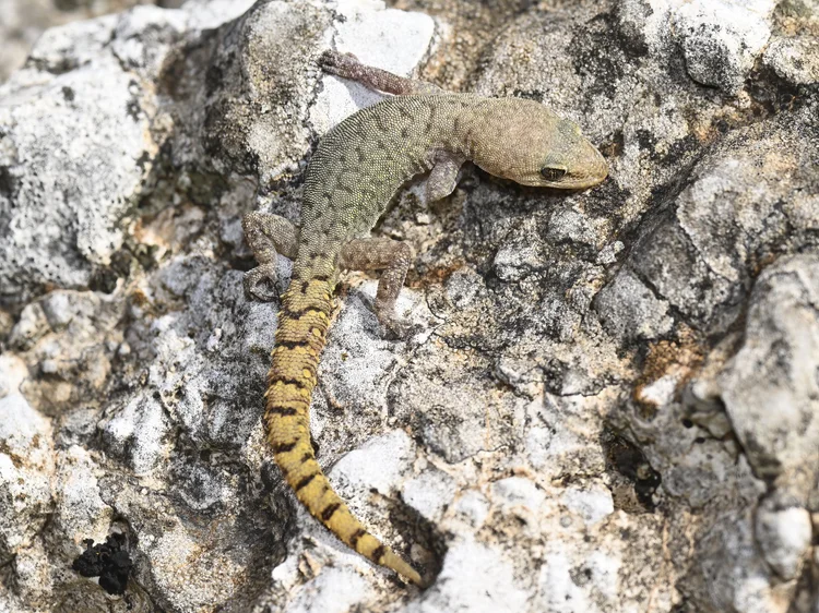 Lebanese Thin-toed Gecko, Lebanon