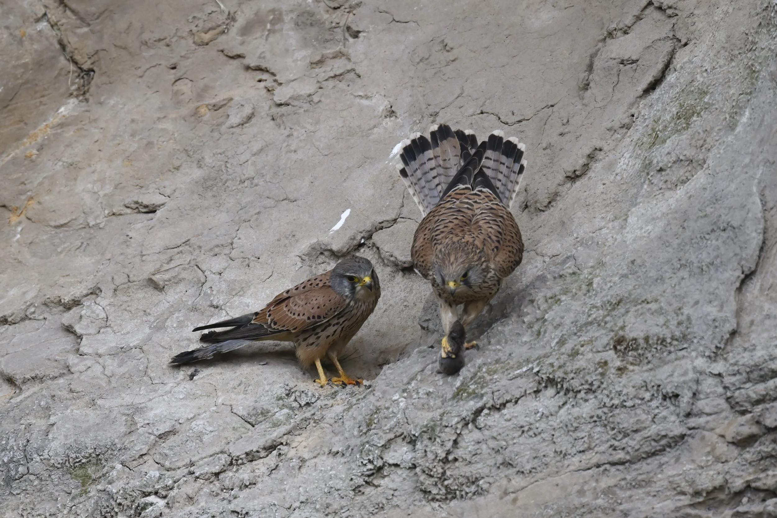 Eurasian Kestrel ( Falco tinnunculus ) - Lebanon  Lebanon 