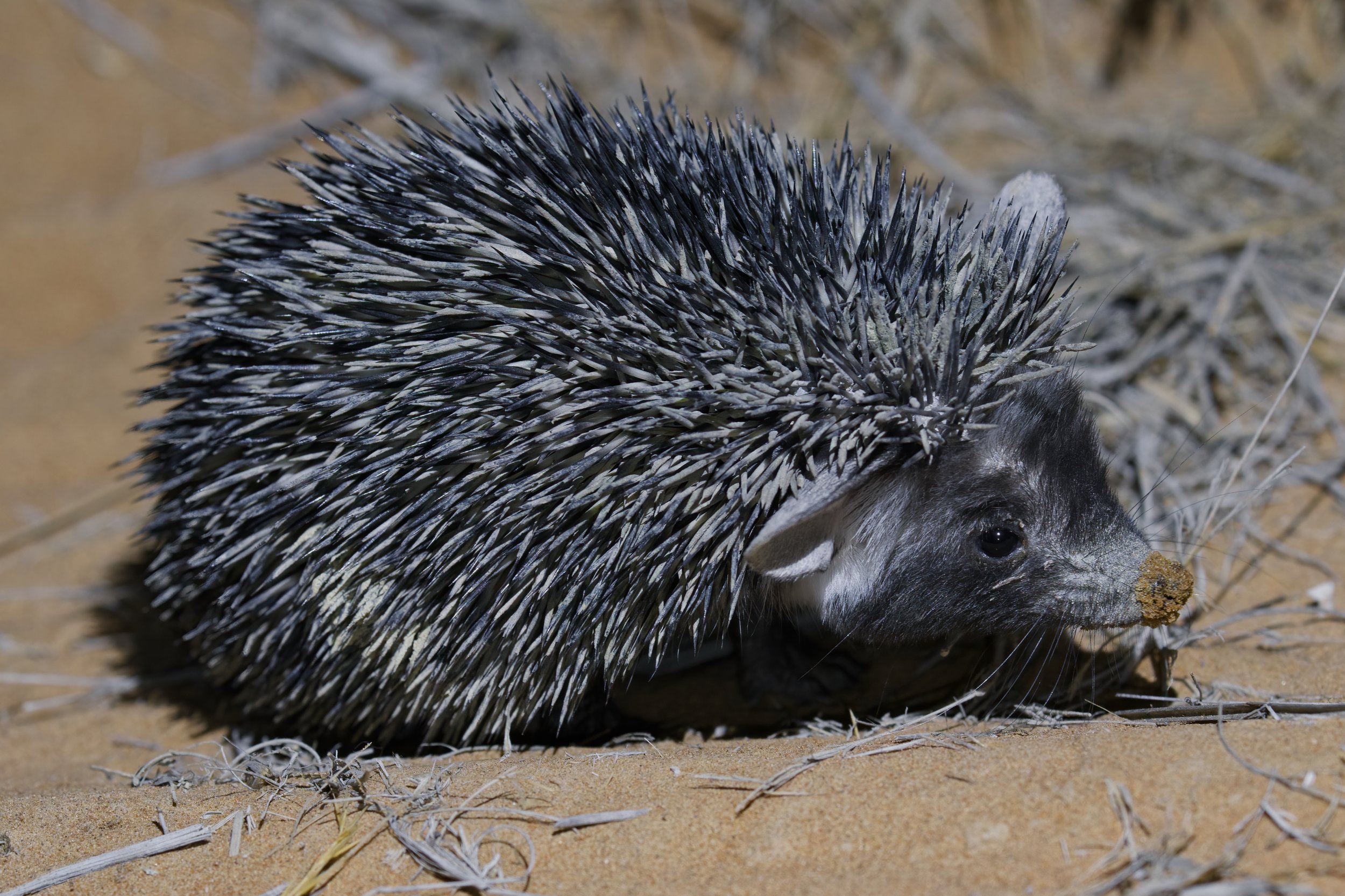 Desert Hedgehog