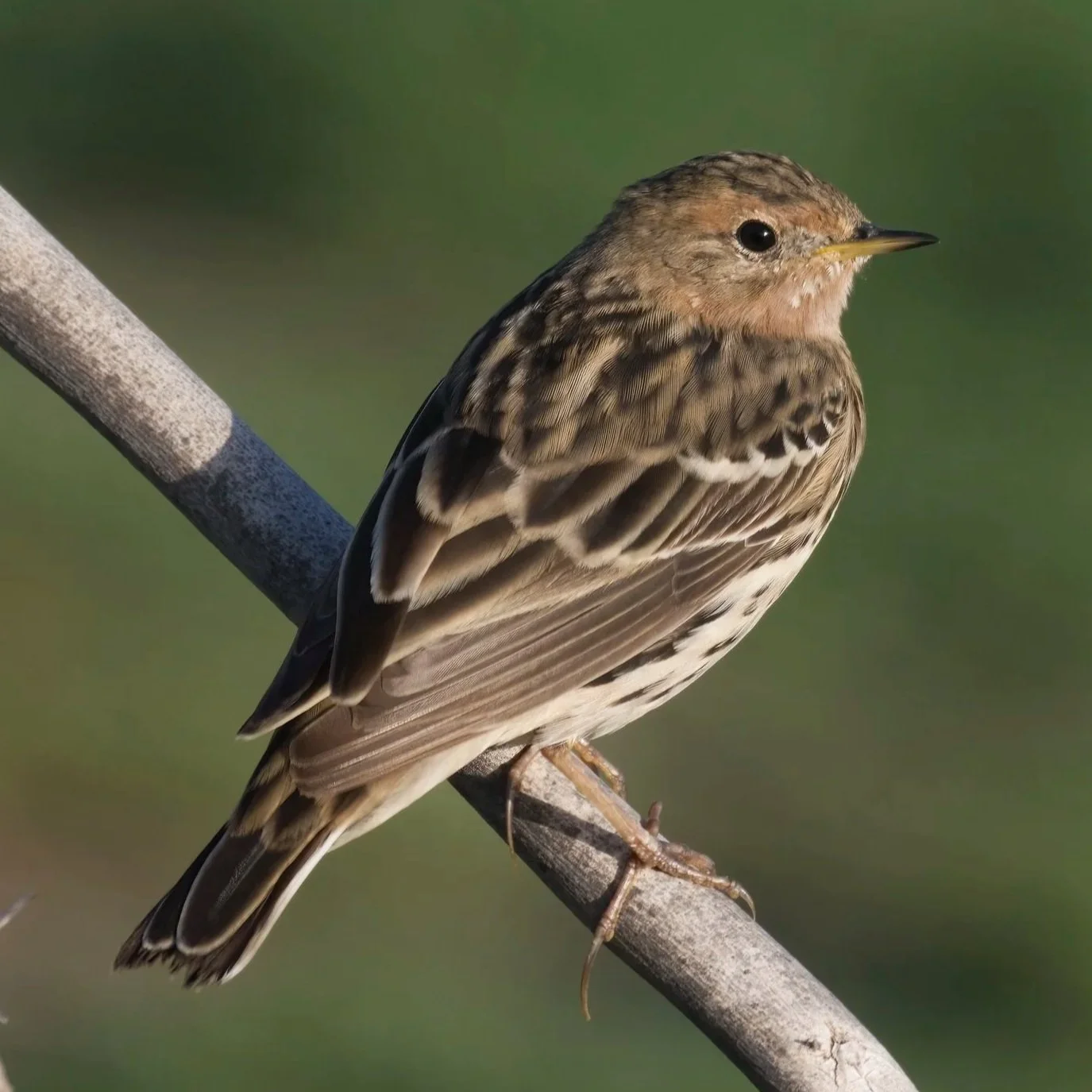Red-throated Pipit (جشنة حمراء الحنجرة)  \ Anthus cervinus