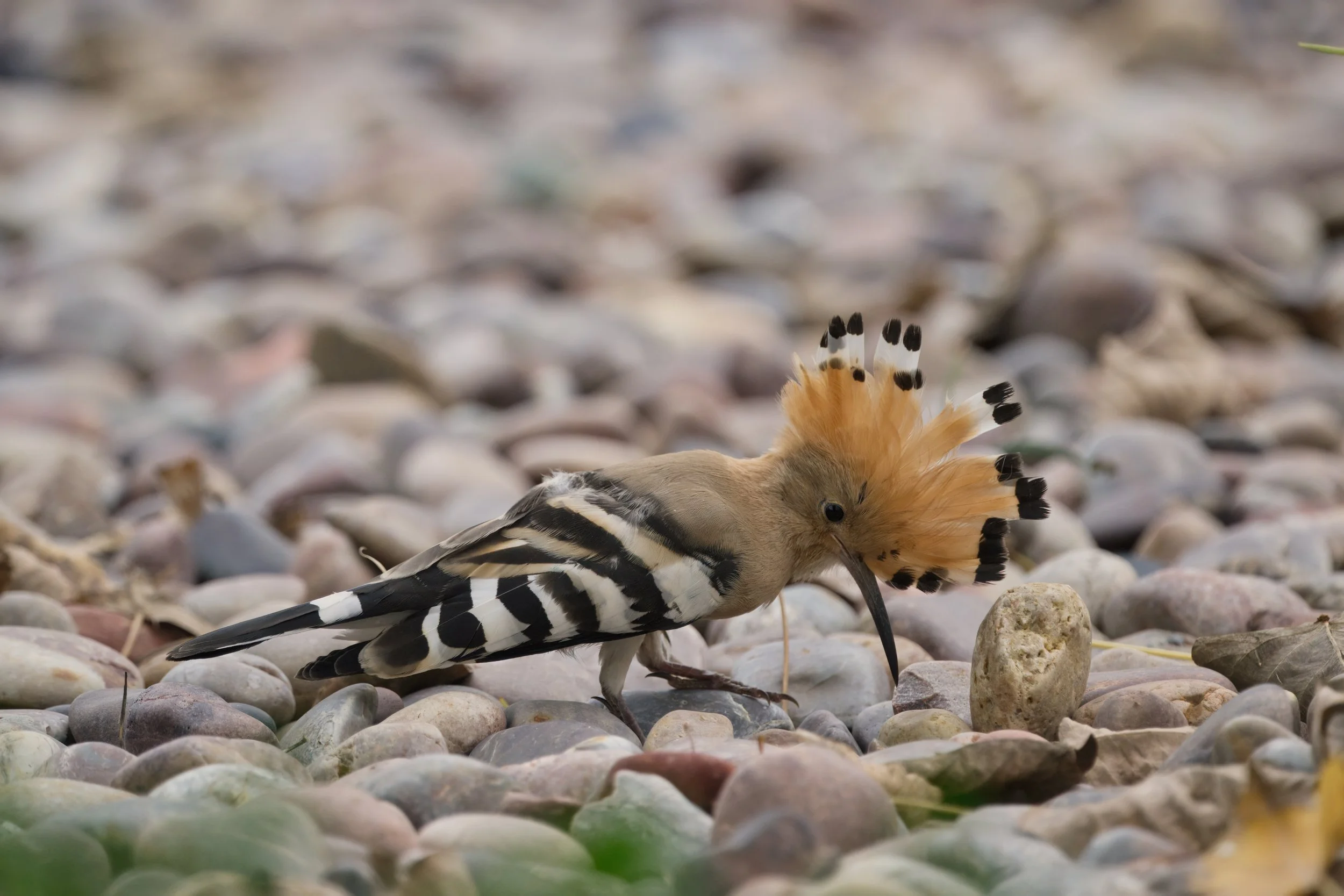 Eurasian Hoopoe (هدهد أوراسي)