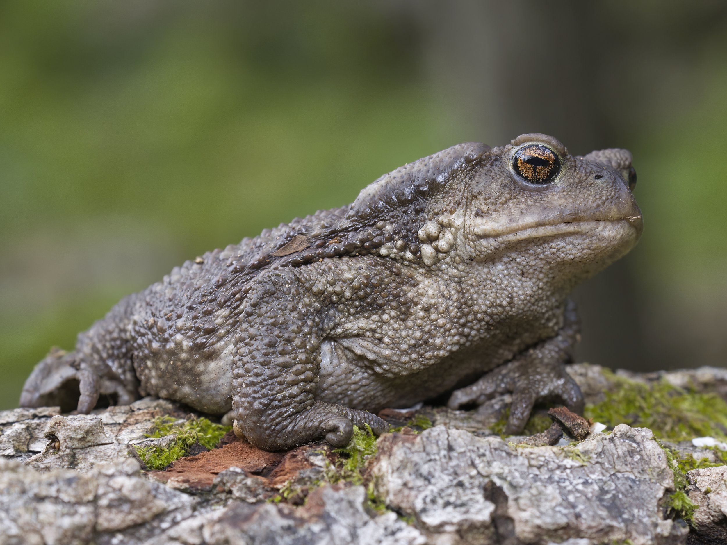 Toads Amphibians