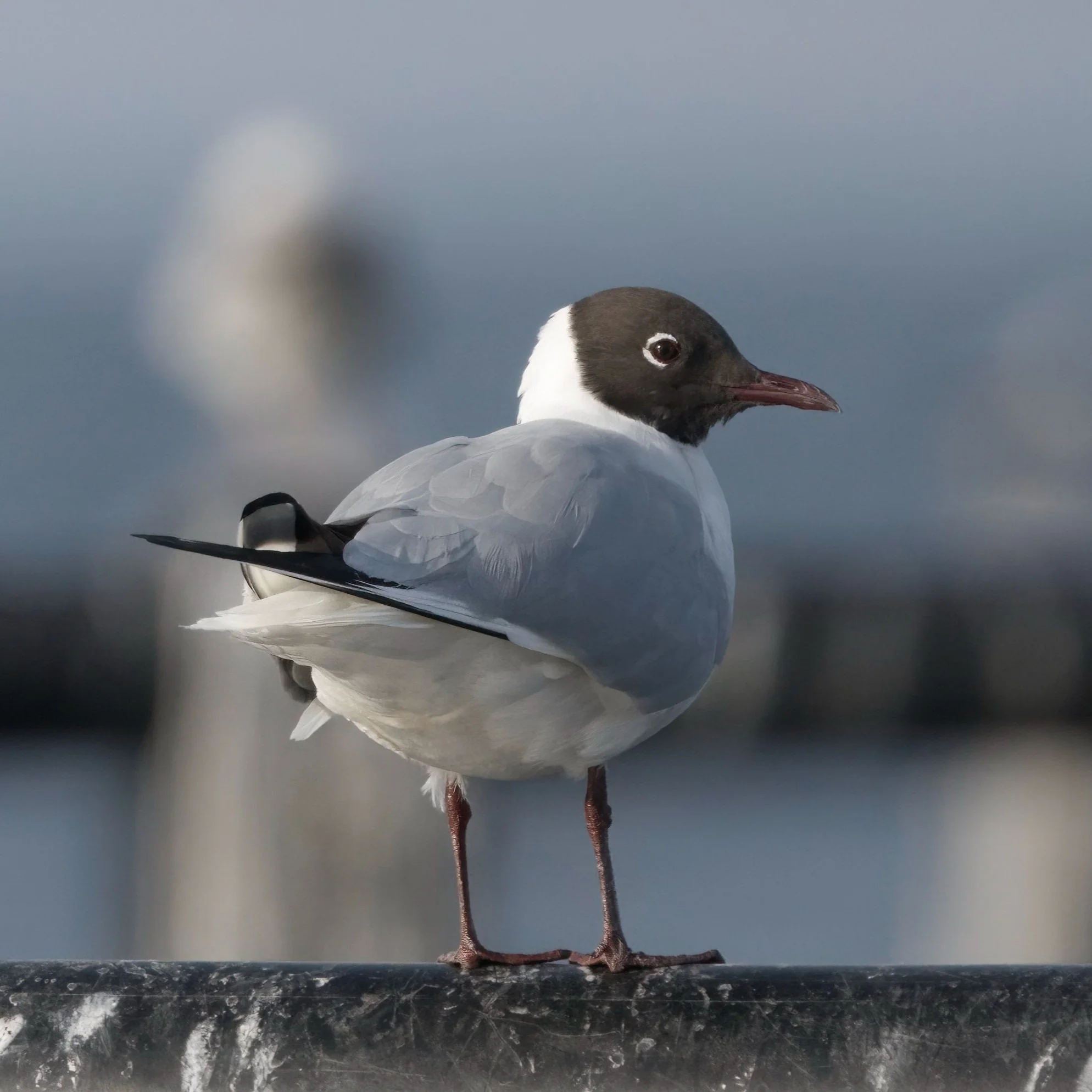 Black-headed Gull (Larus ridibundus)