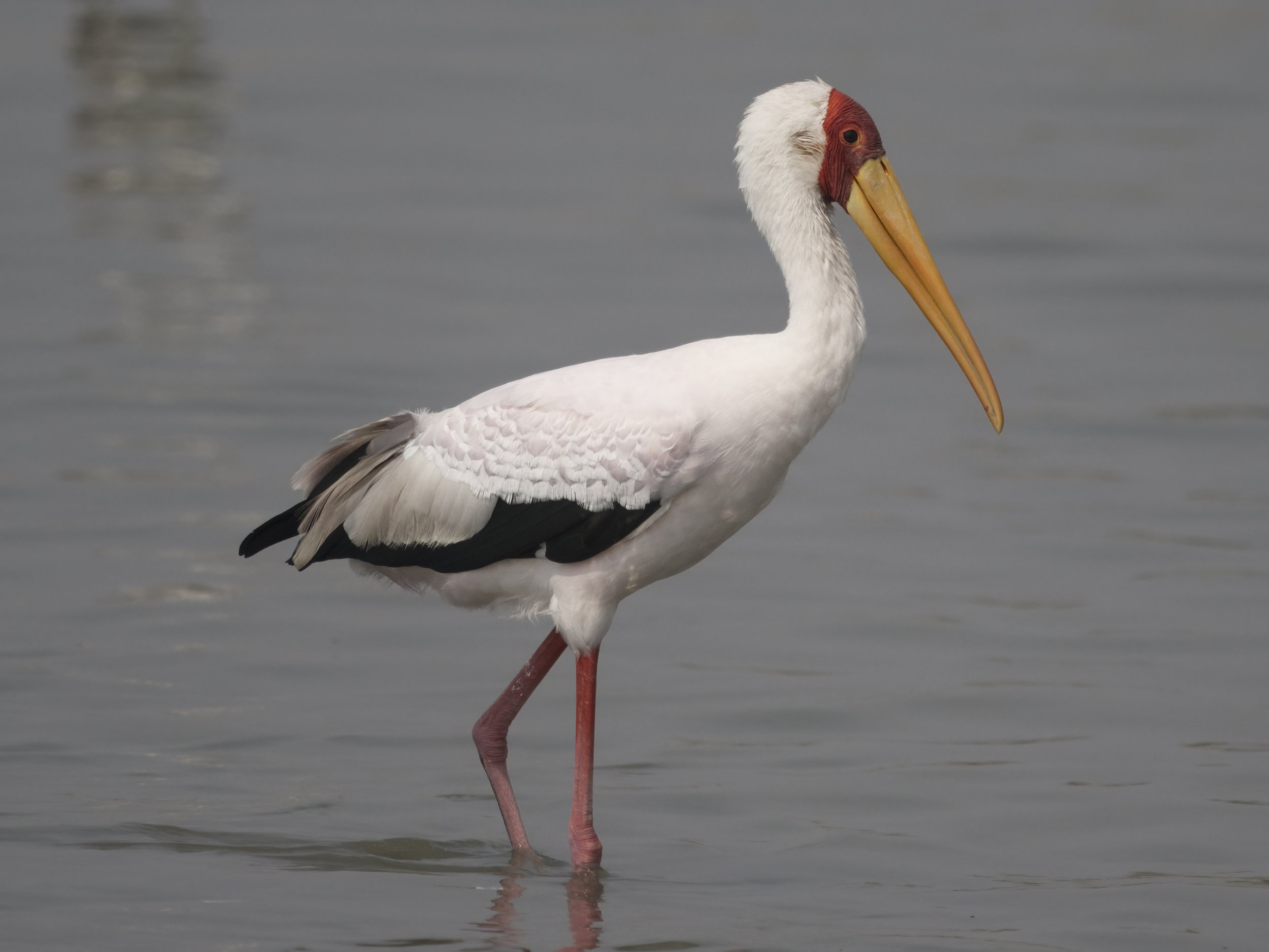 Yellow-billed Stork (Mycteria ibis)