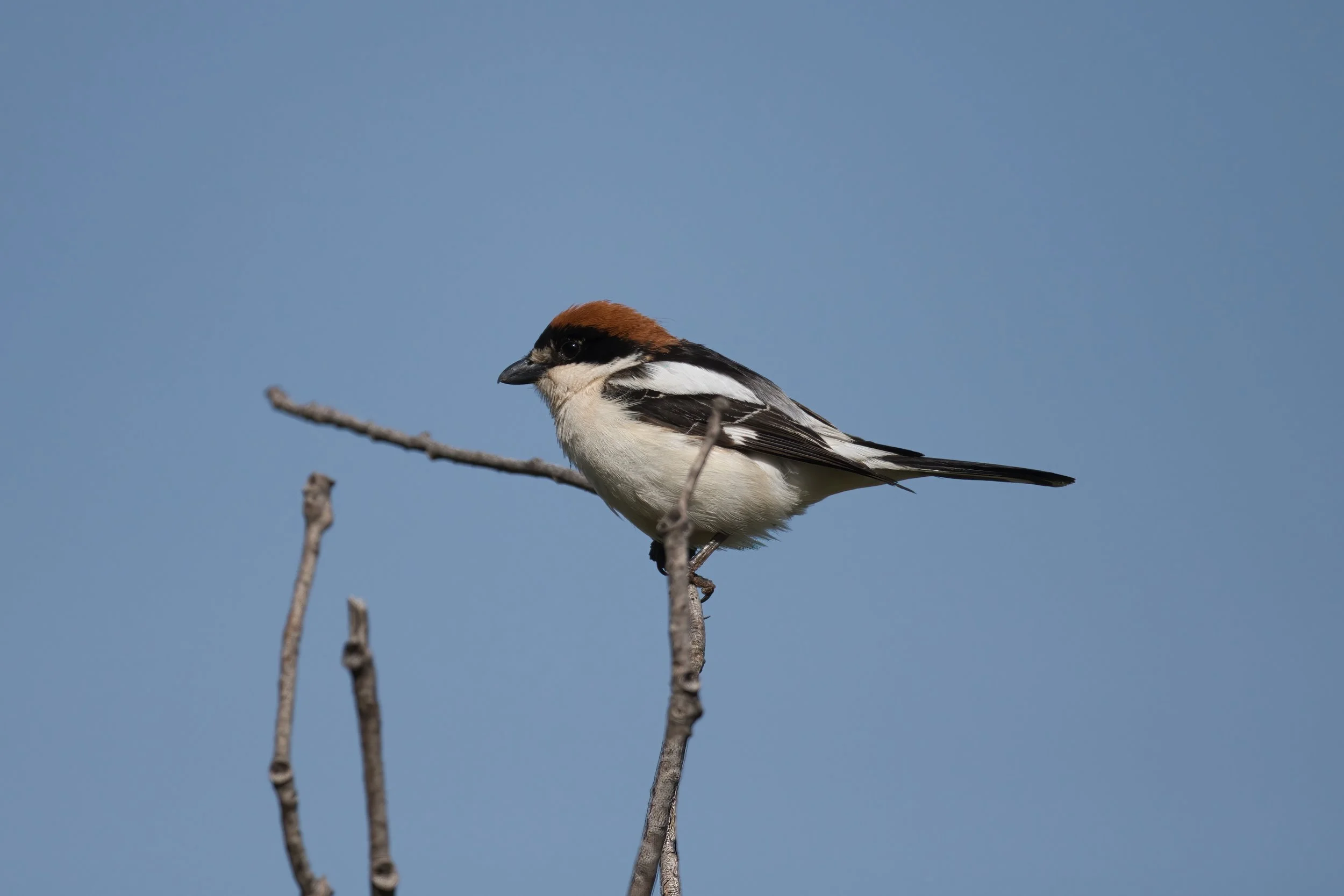 Woodchat Shrike 850_2611.jpeg