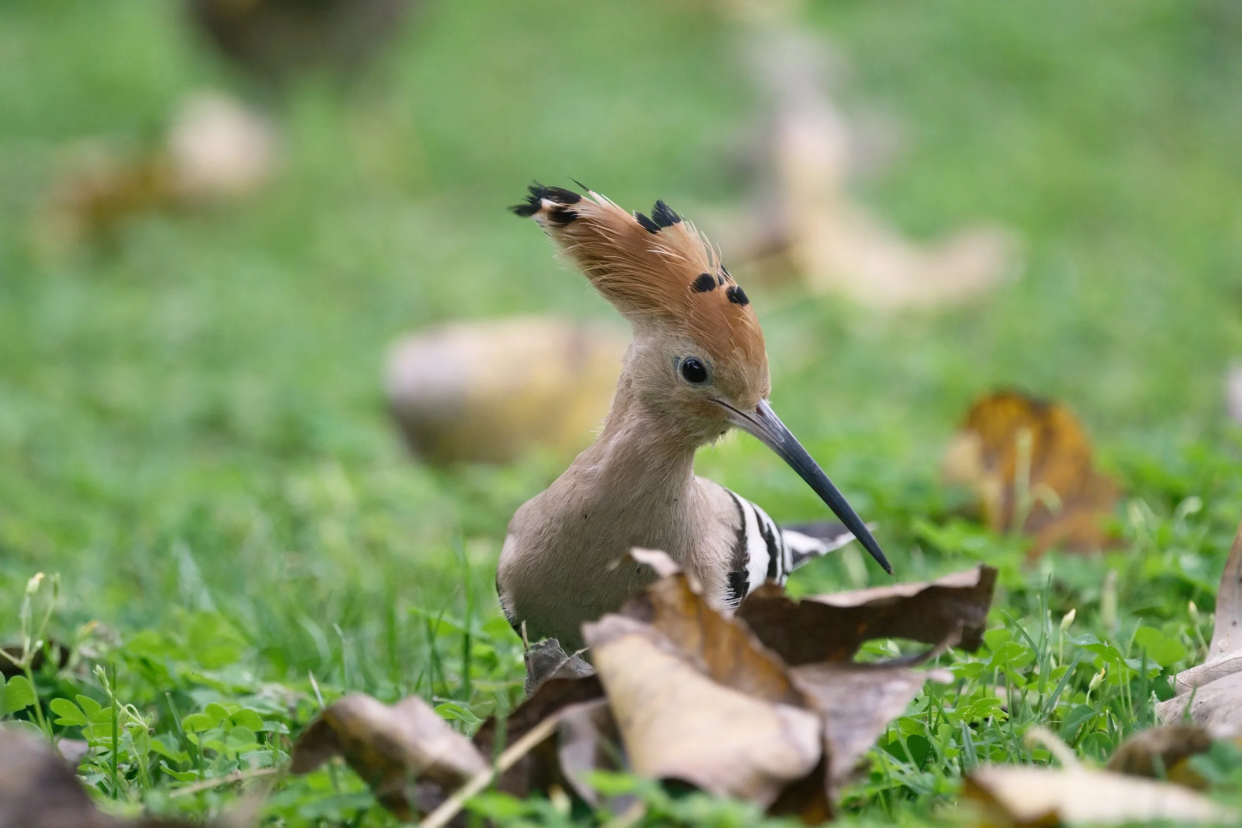 Eurasian Hoopoe (هدهد أوراسي)