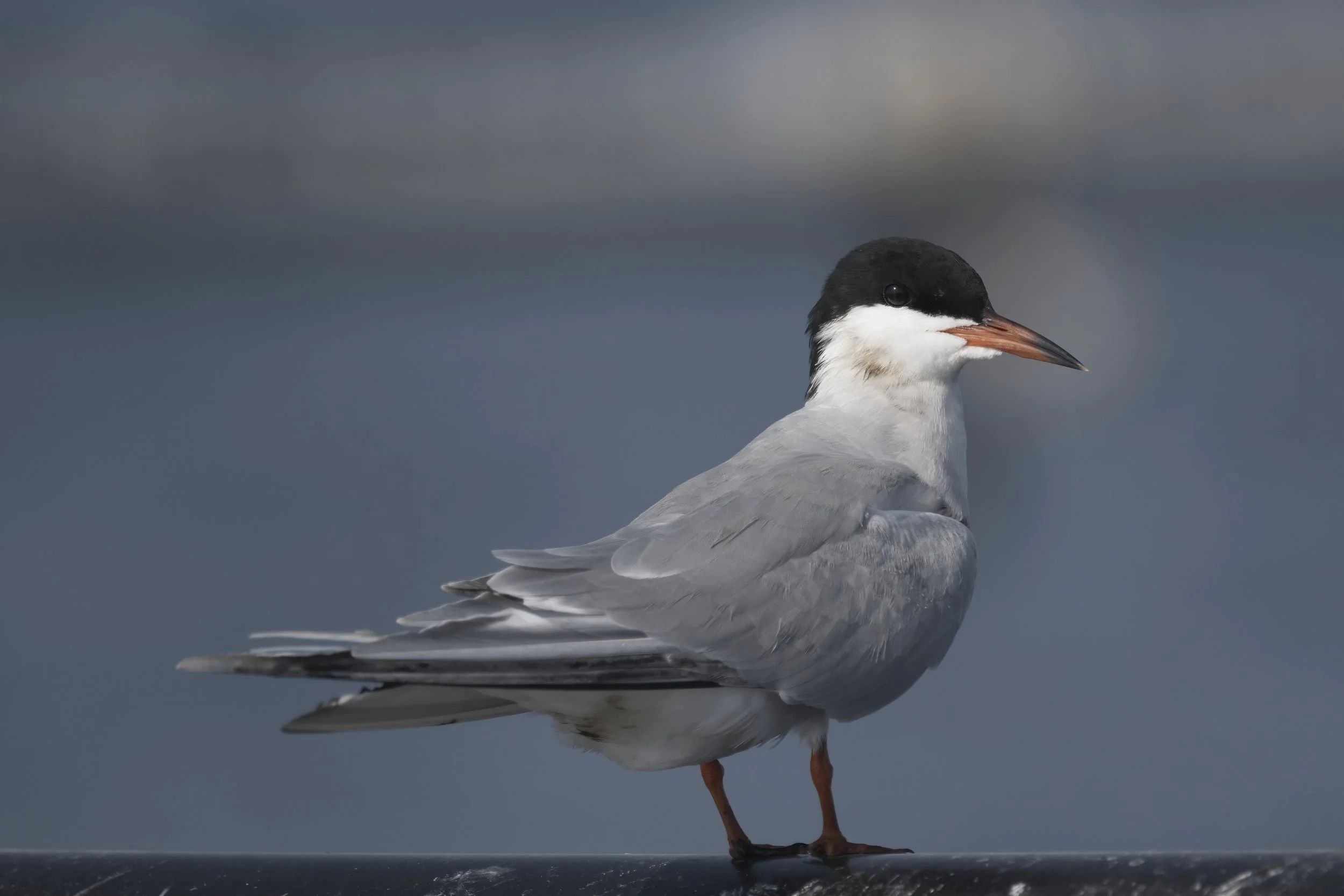 Common Tern (Sterna hirundo)