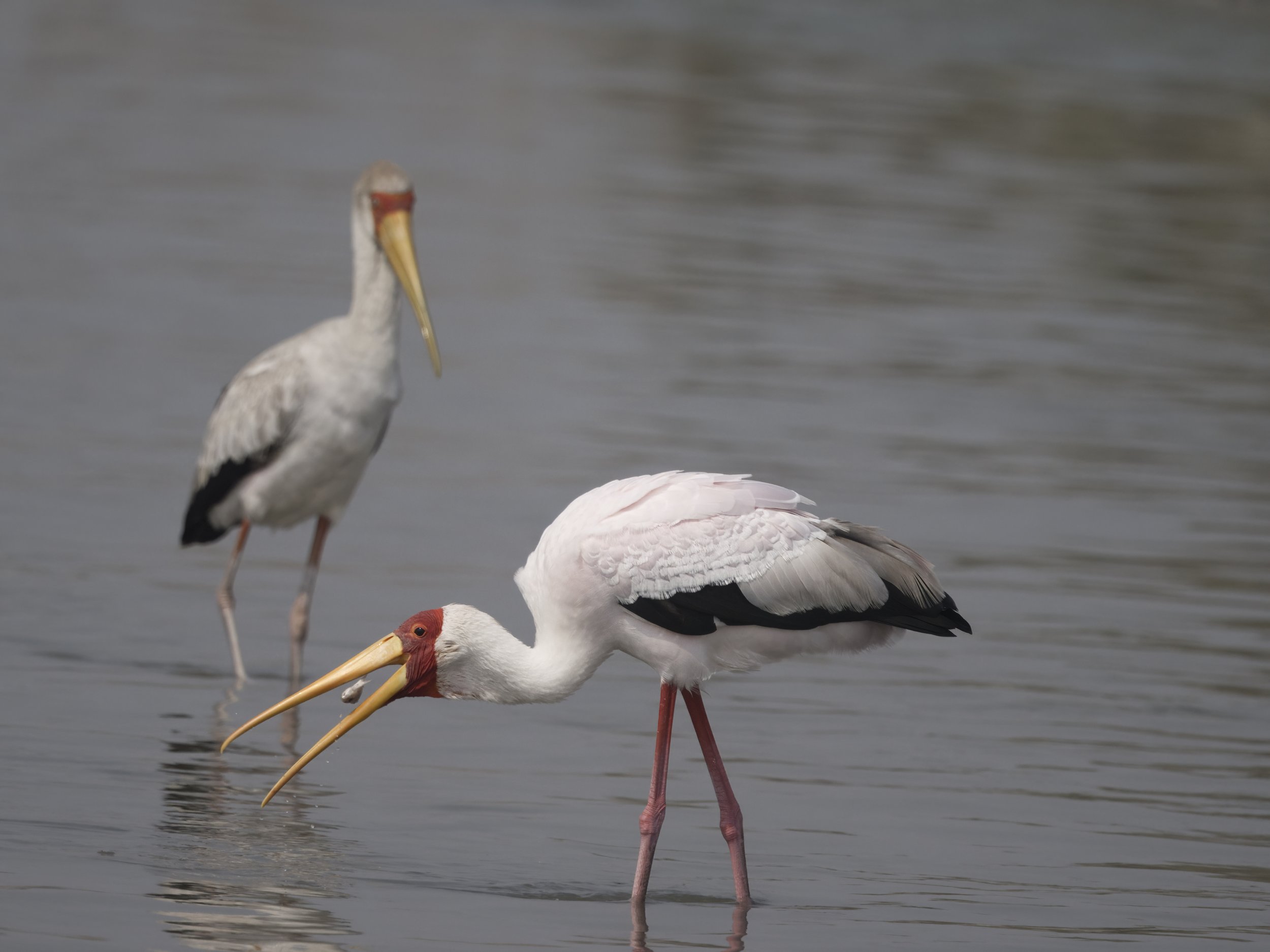 Ras Al Khor Wildlife Sanctuary