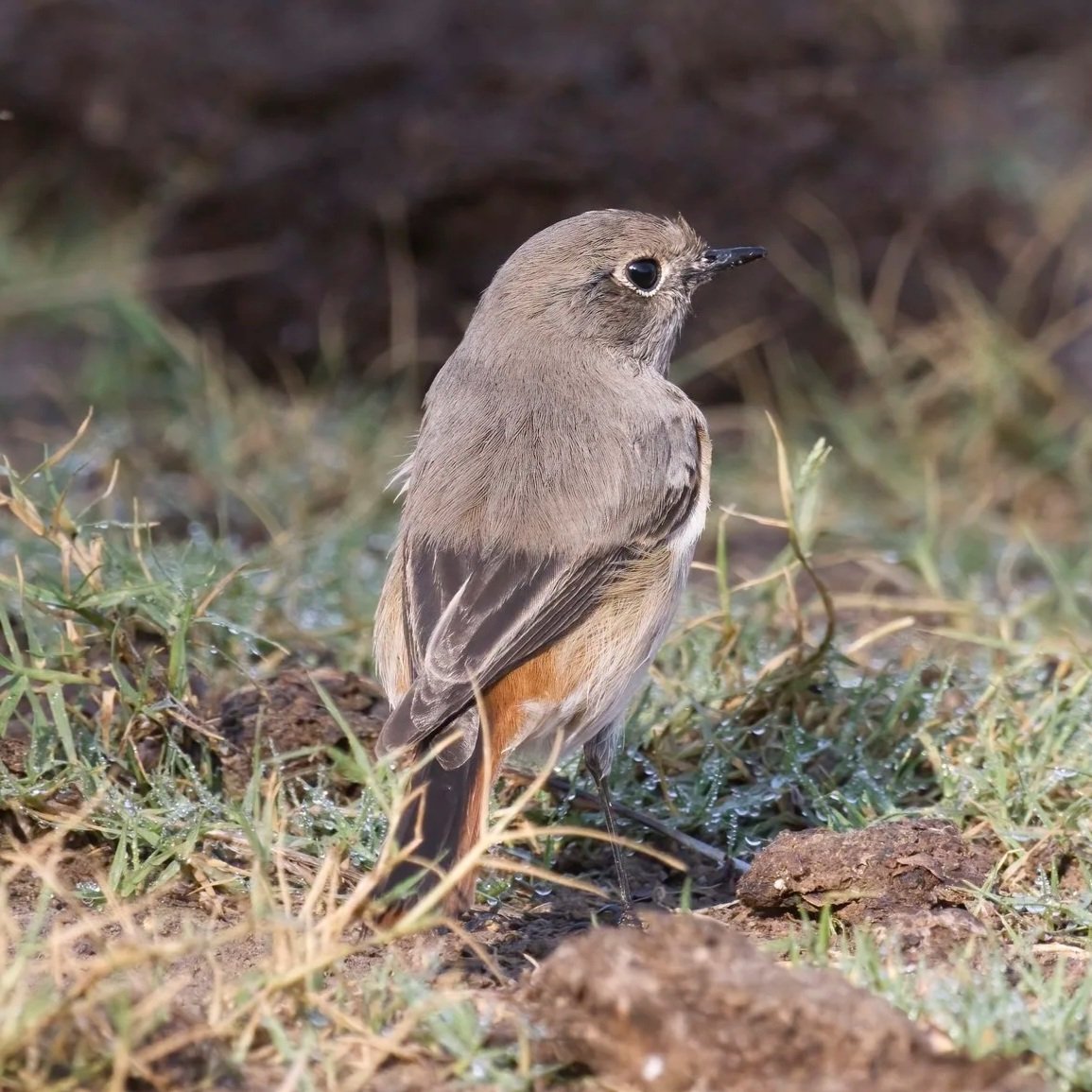 Eversmann's Redstart \ Phoenicurus erythronotus