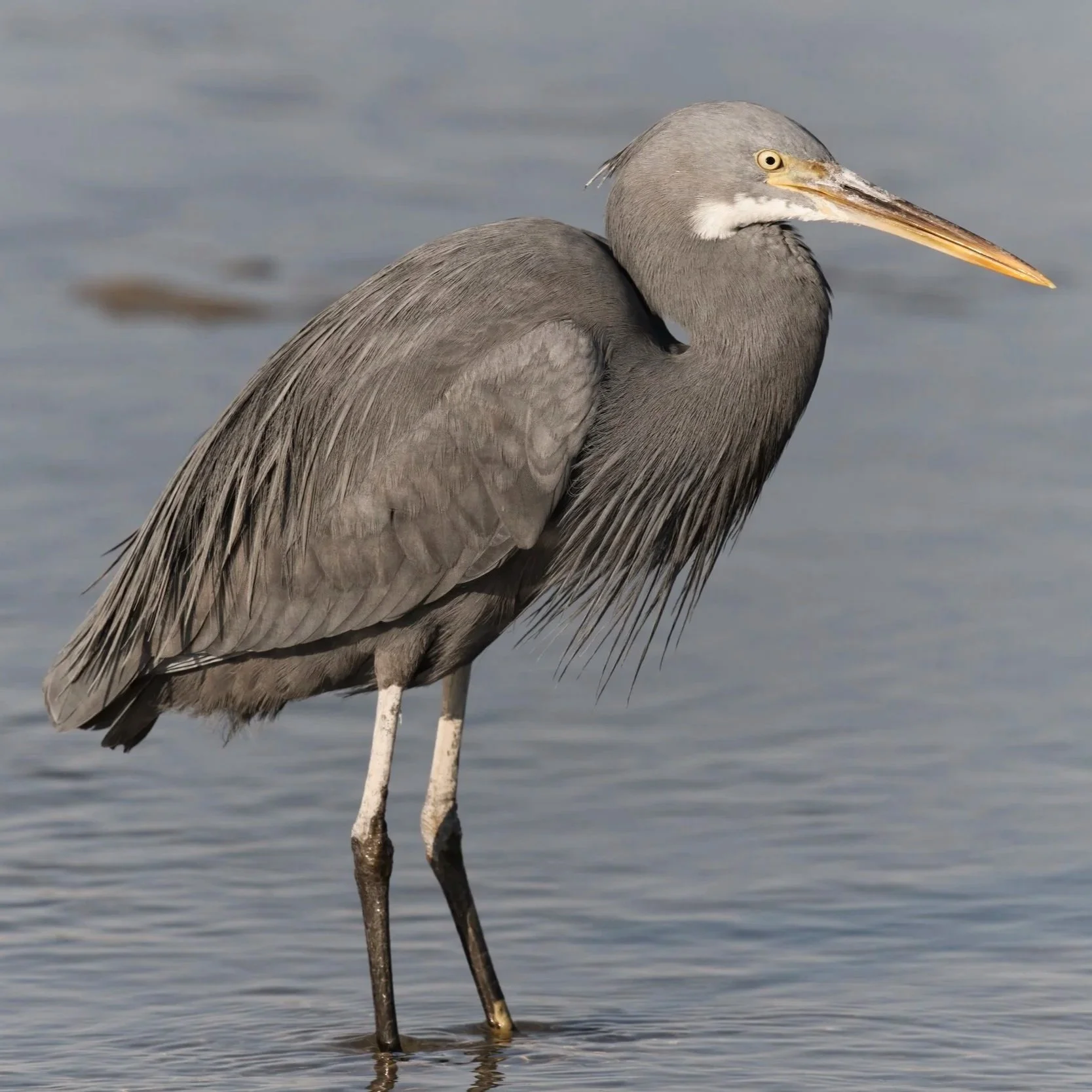 Birds of UAE