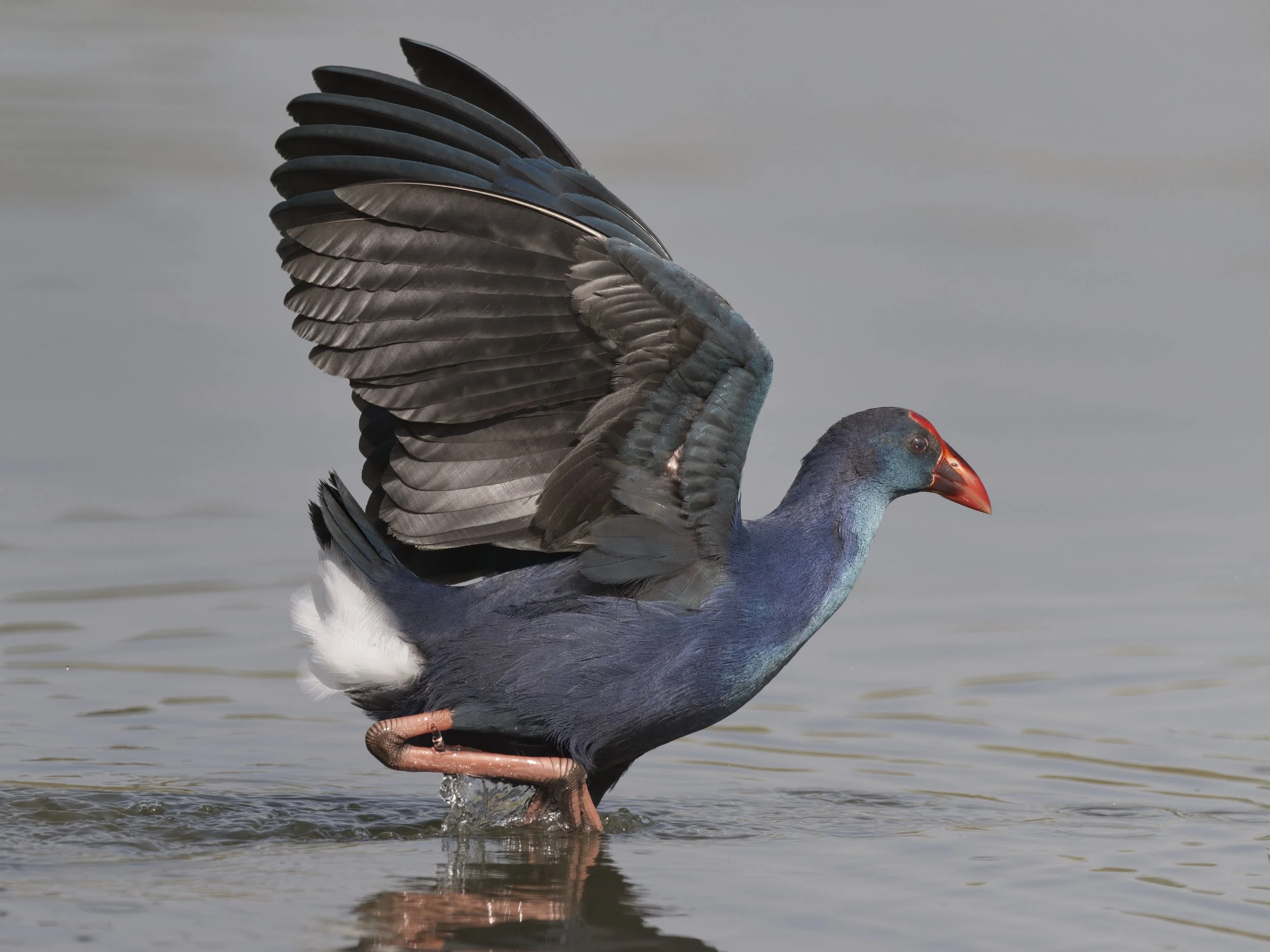Grey-headed Swamphen (Porphyrio poliocephalus)