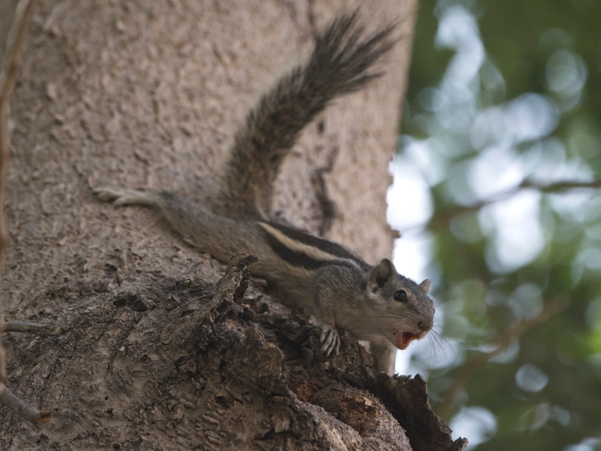 Indian Palm Squirrel (Funambulus palmarum)