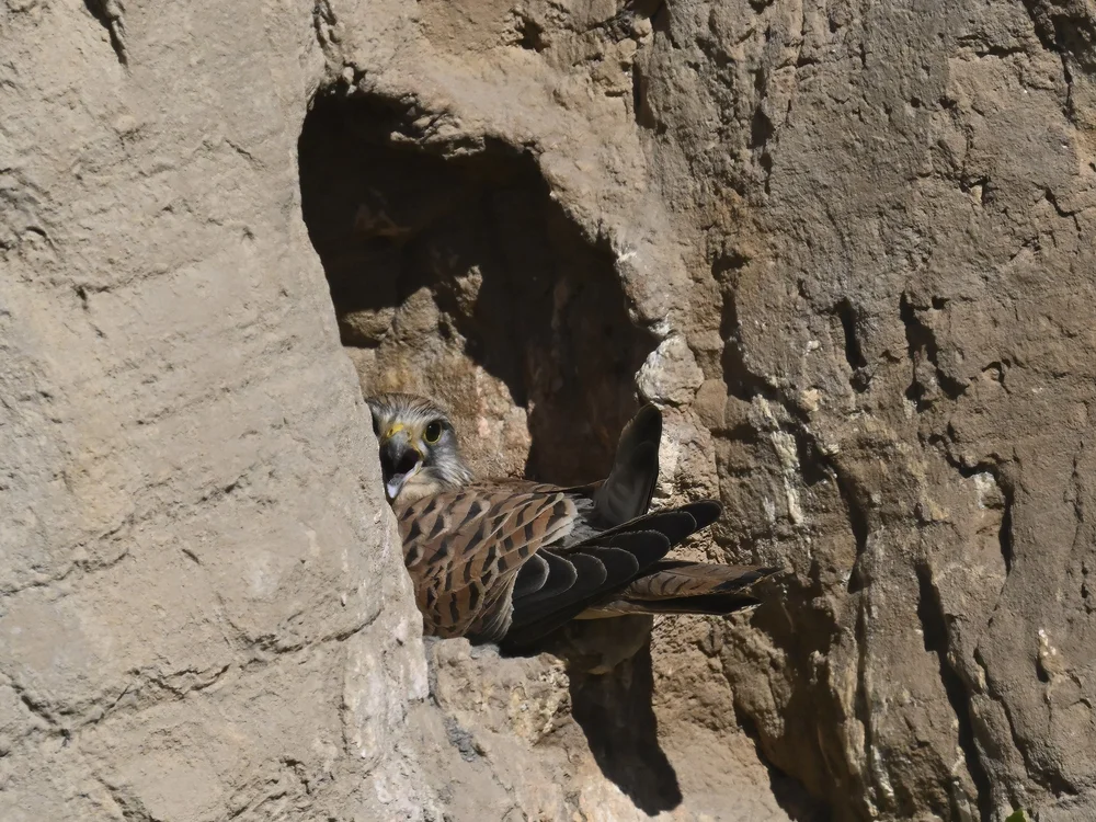 Female Kestrel