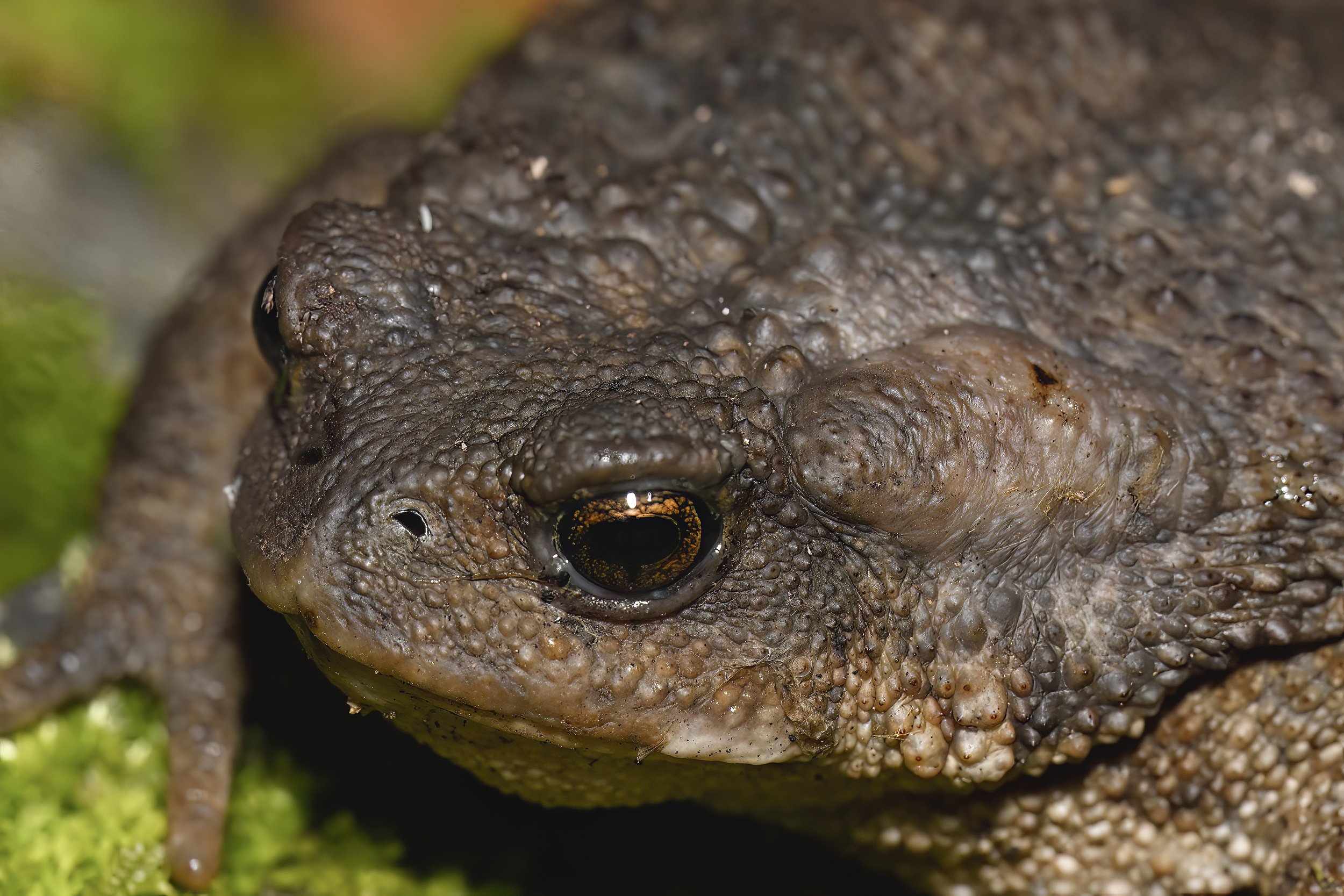 Caucasian Toad (Bufo verrucosissimus)