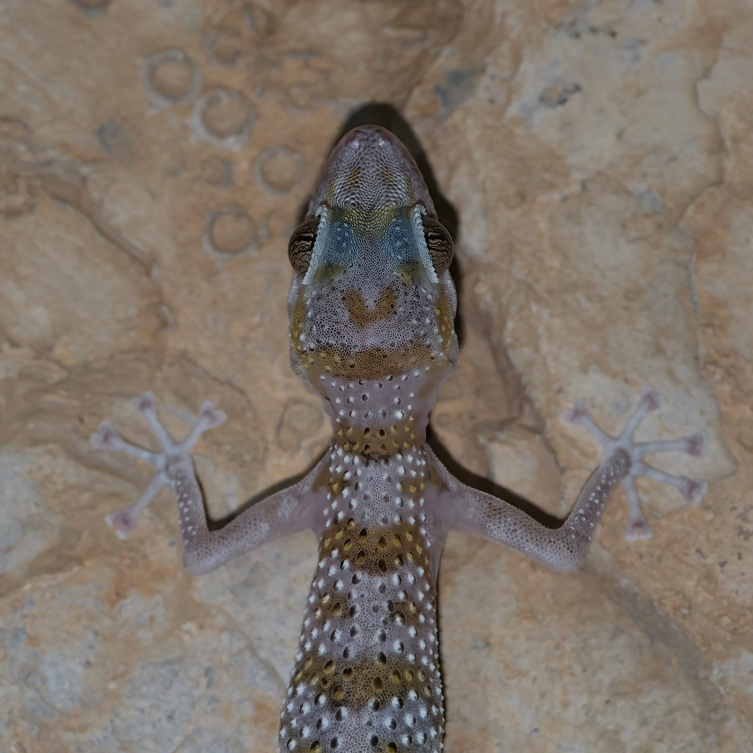 Hajar Mountain range endemic reptiles