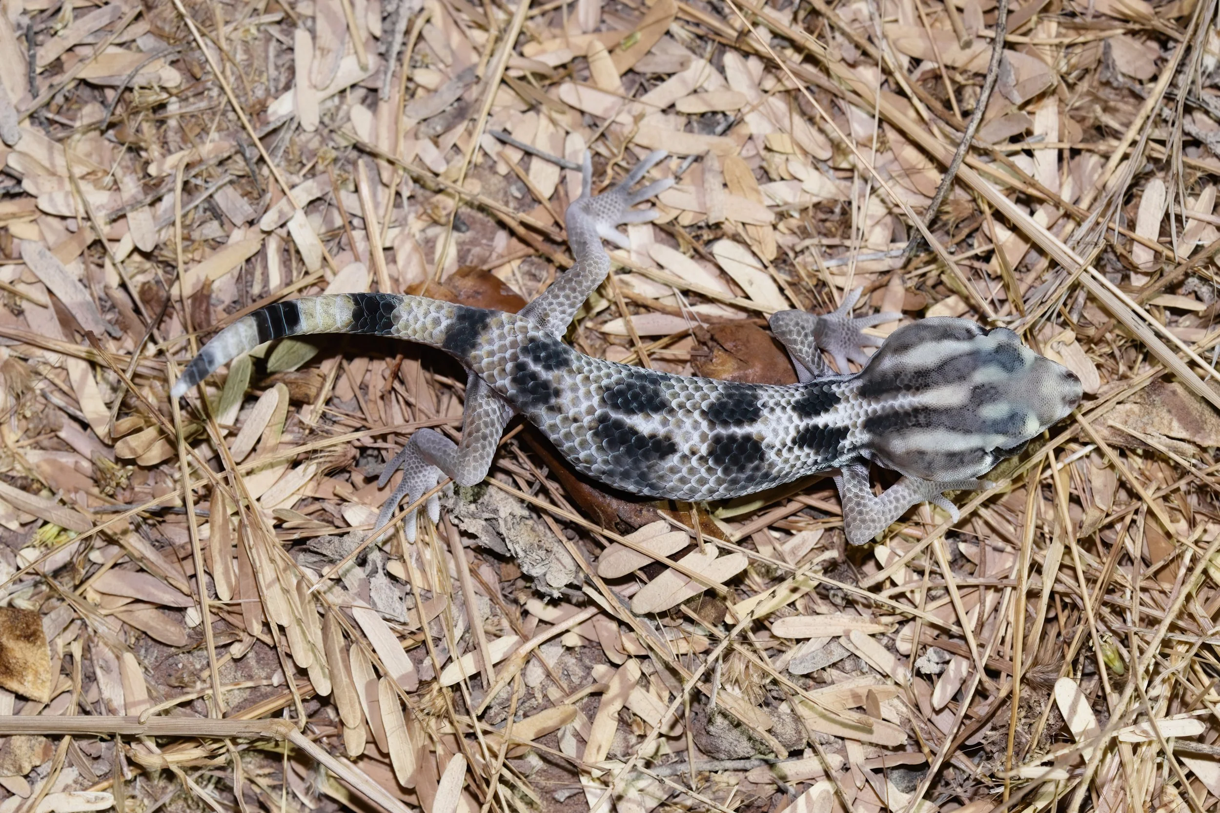 Keyserling's Wonder Gecko \ Teratoscincus keyserlingii