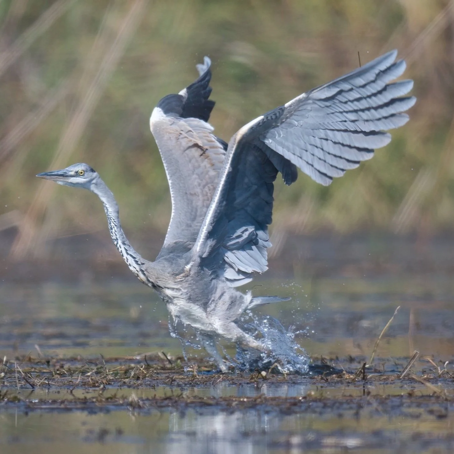 Gray Heron (Ardea cinerea)