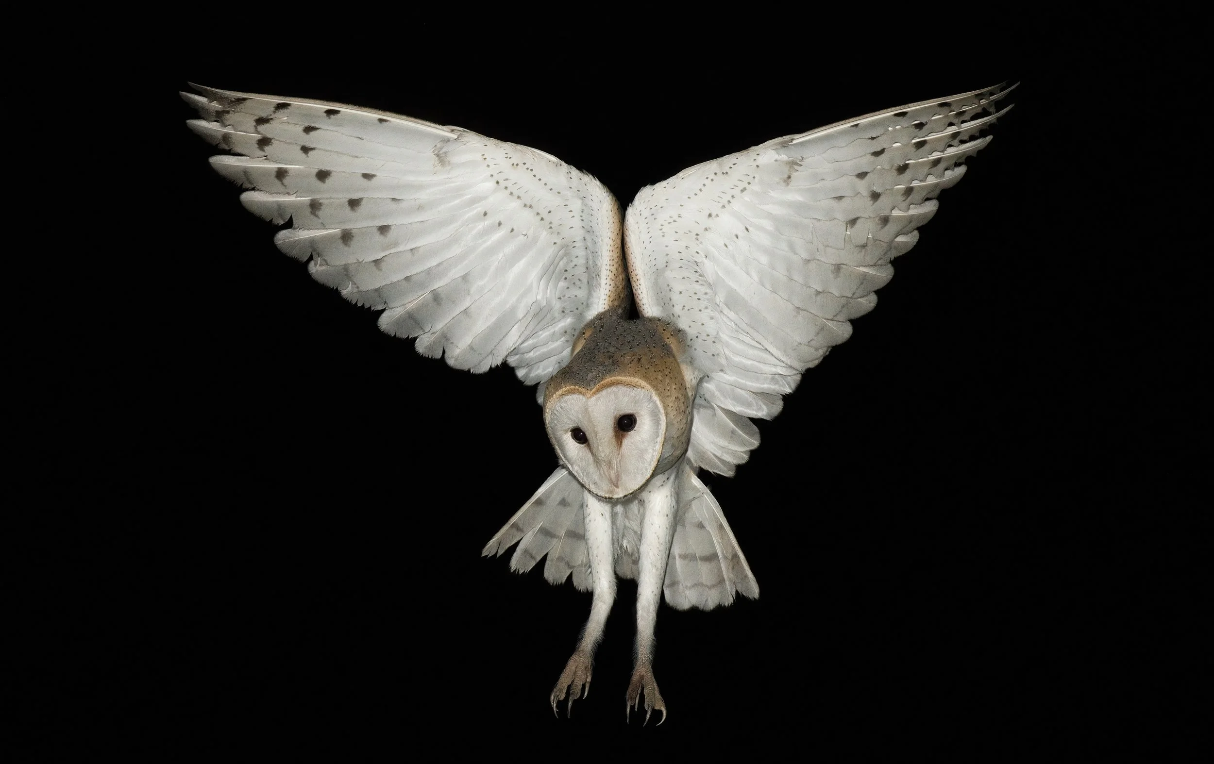 Barn Owl, Lebanon Anjar 21-Sep