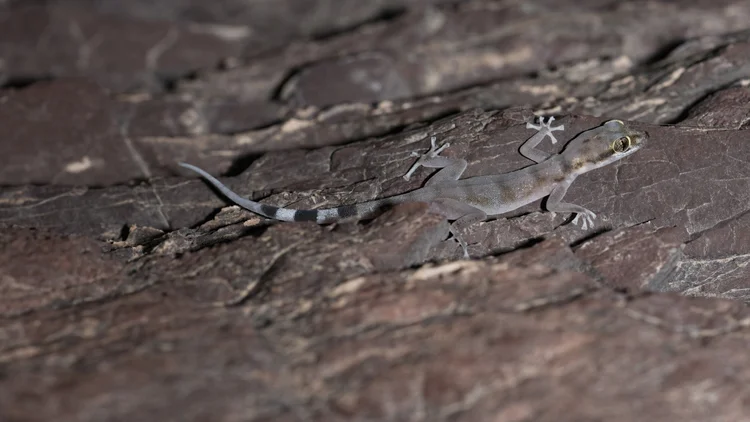 Gallagher’s Leaf-toed Gecko