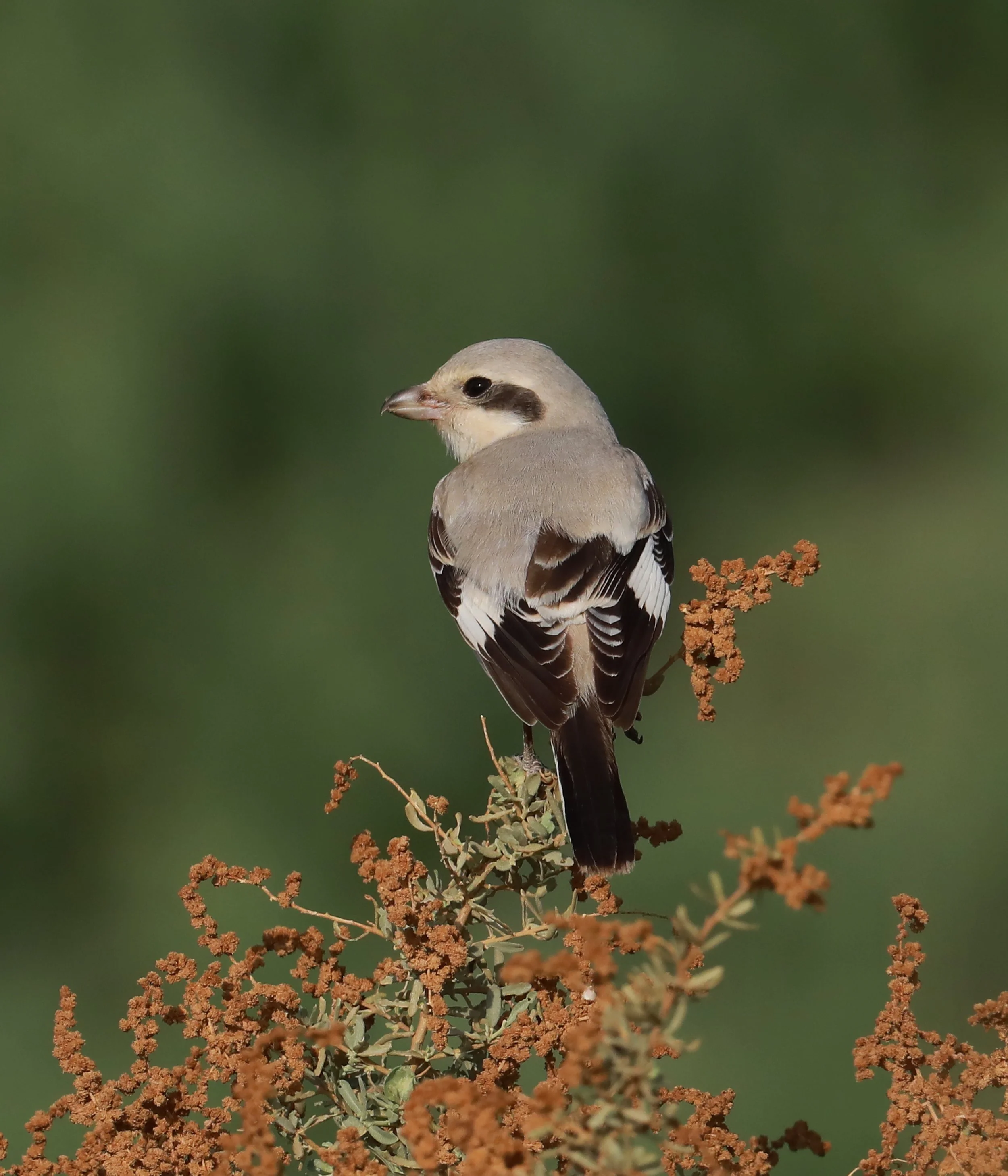 Photo Credit: Paul Kinnock