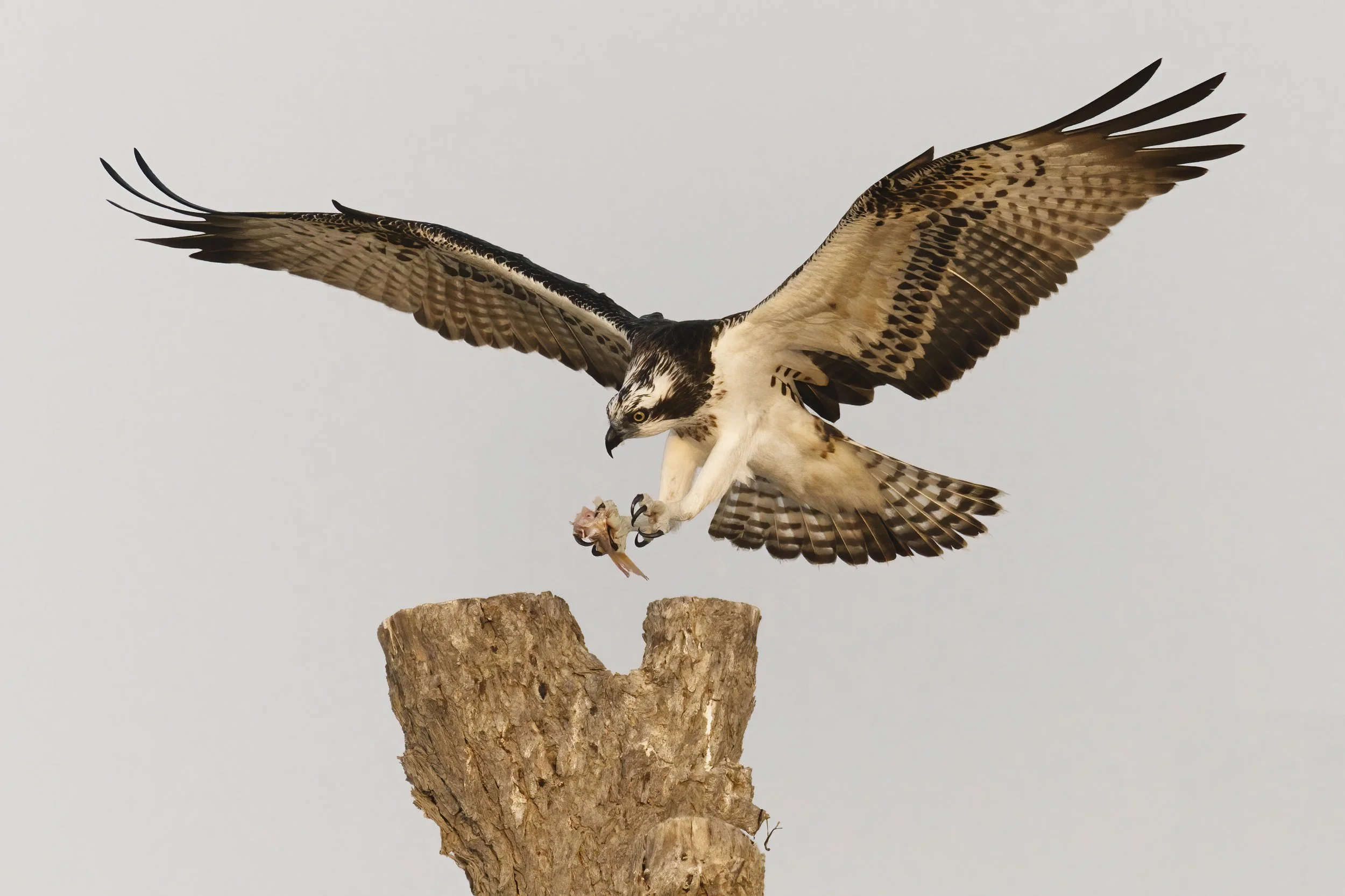 Osprey in flight, UAE