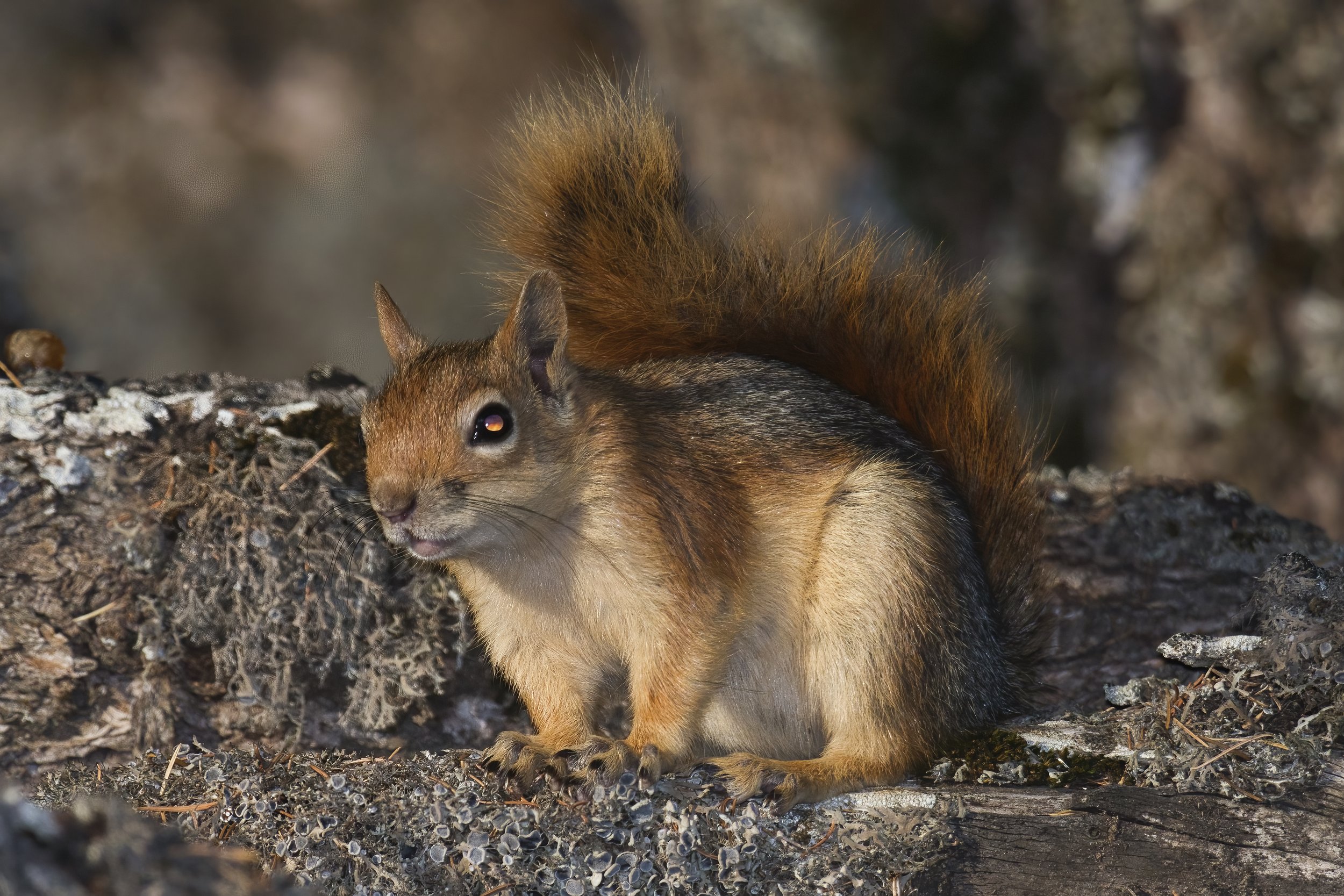 Mammals Lebanon