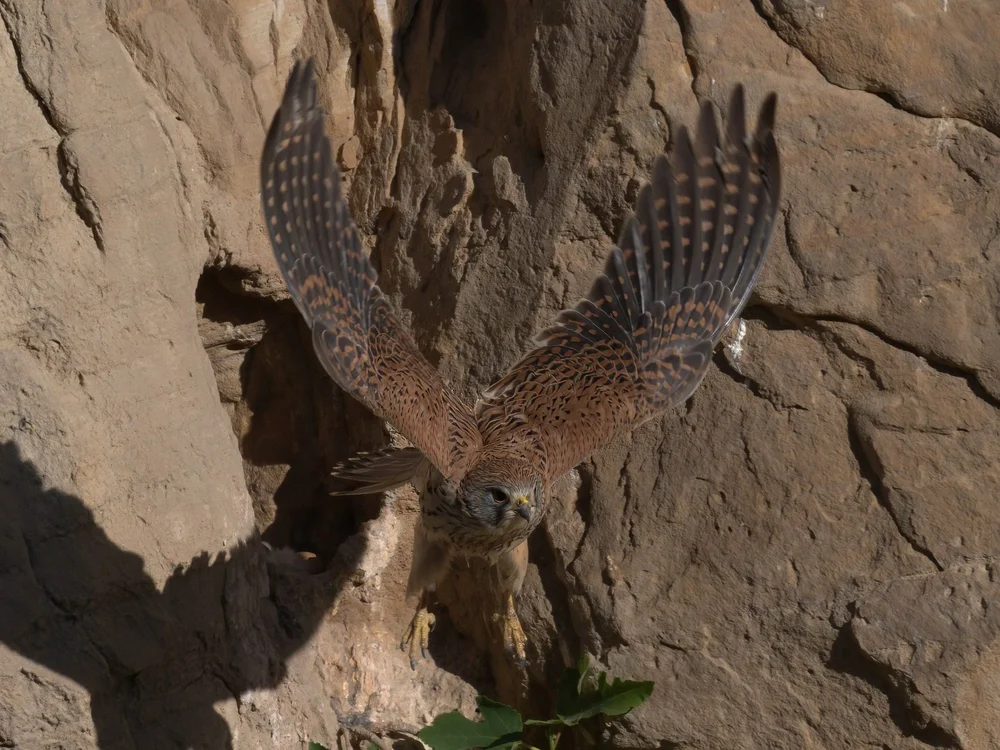 Eurasian Kestrel — best of the story