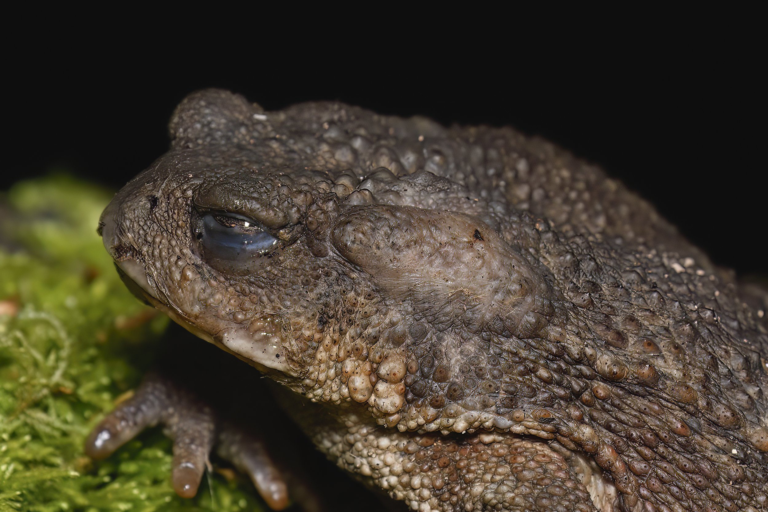 Herping lebanon